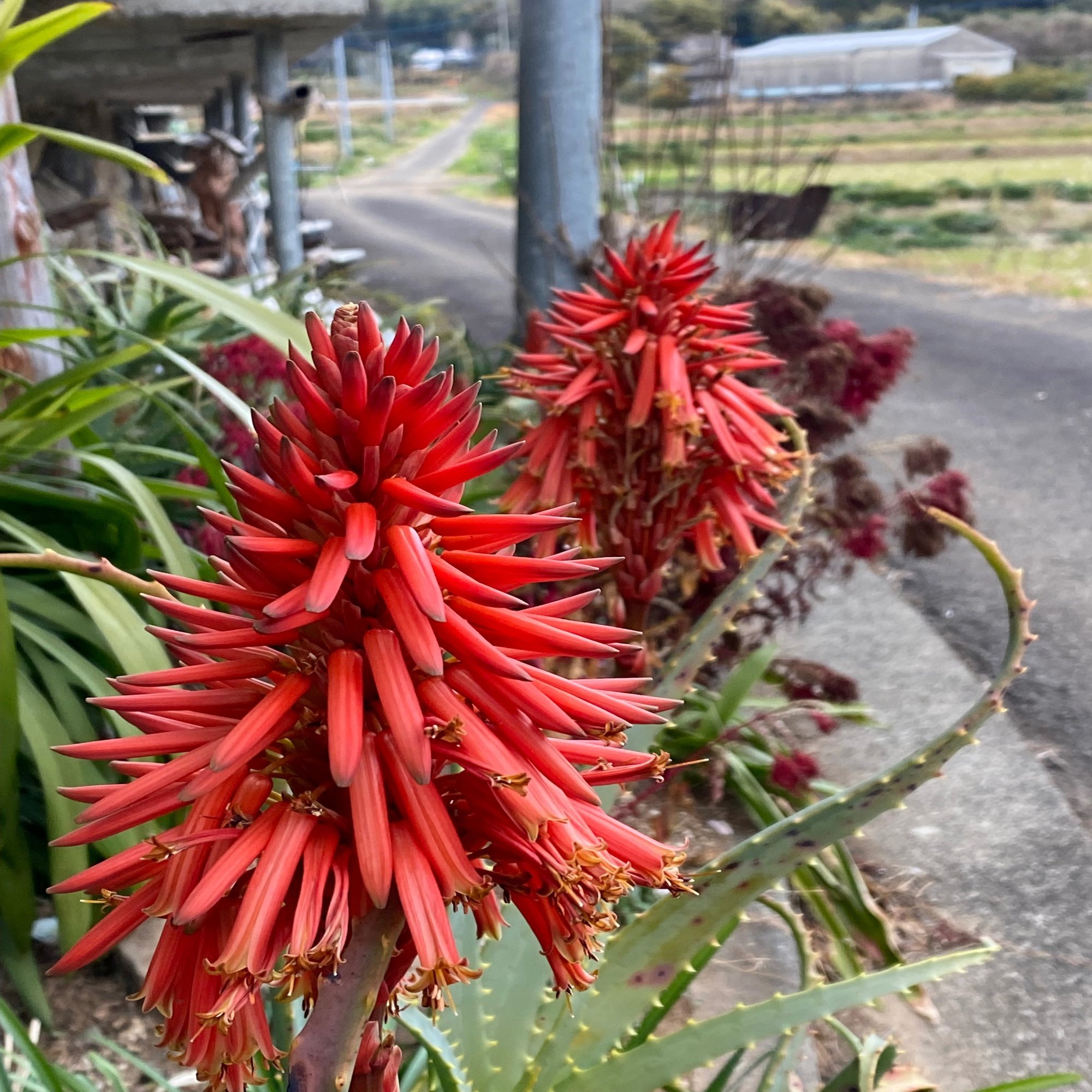 南国鹿児島の南国ぽい植物の話ーアロエの花が咲いたよ Haco ガーデンプランナー 庭のある暮らし植物のある暮らし Note