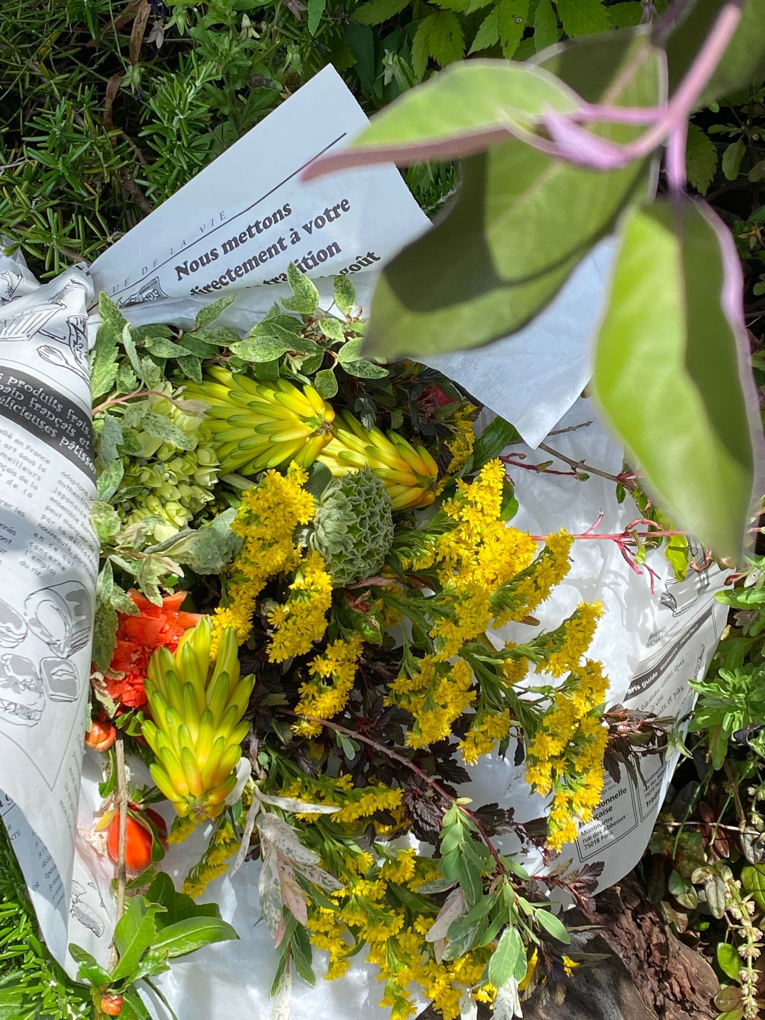 南国鹿児島の南国ぽい植物の話ーアロエの花が咲いたよ Haco ガーデンプランナー 庭のある暮らし植物のある暮らし Note 南国鹿児島の南国ぽい植物の話ーアロエの花が咲いたよ Haco ガーデンプランナー 庭のある暮らし植物のある暮らし Note