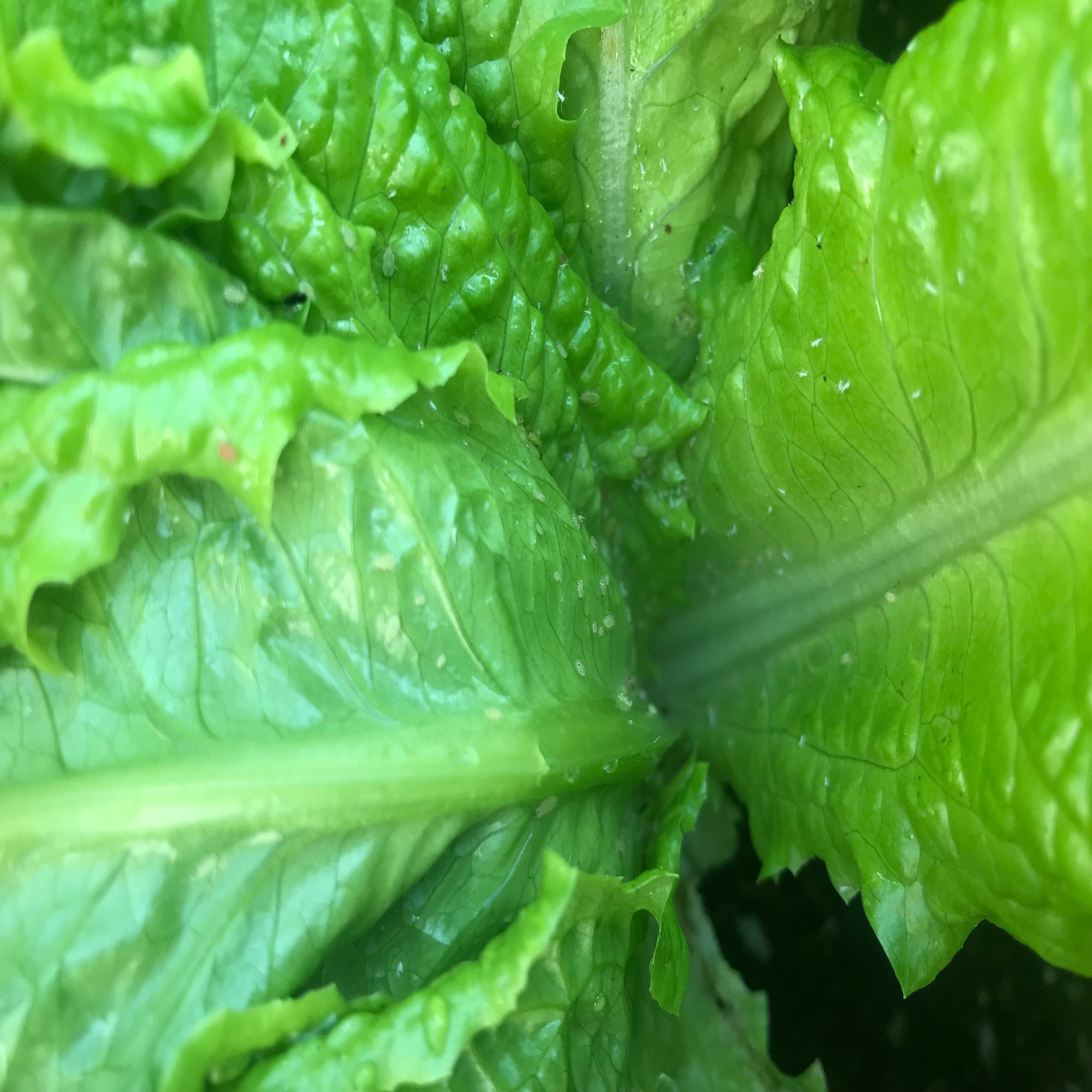 ガーデニング てんとう虫さんの絶賛リクルーティング中 おがばん 拝万里 Note