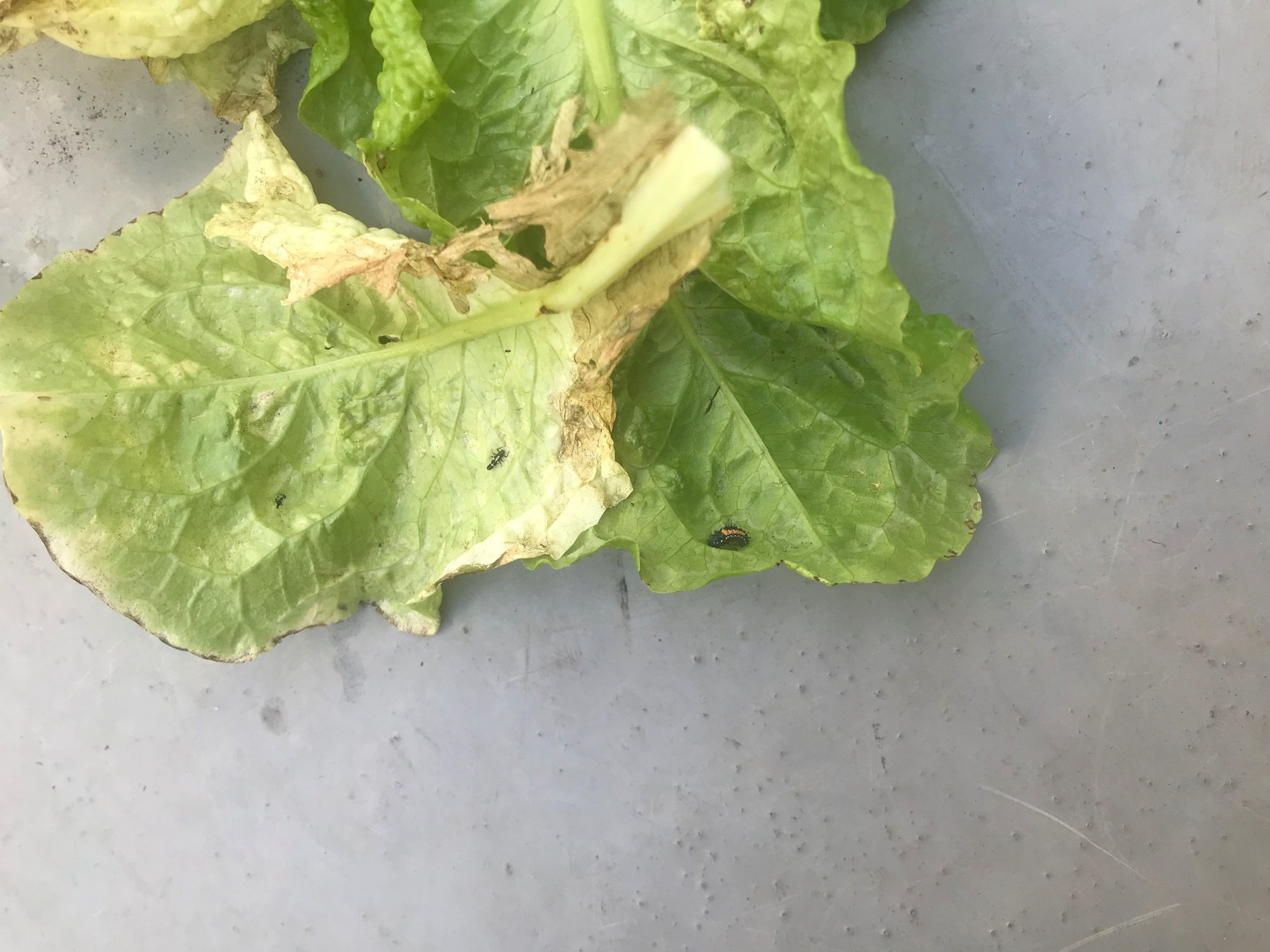 ガーデニング てんとう虫さんの絶賛リクルーティング中 おがばん 拝万里 Note ガーデニング てんとう虫さんの絶賛リクルーティング中 おがばん 拝万里 Note