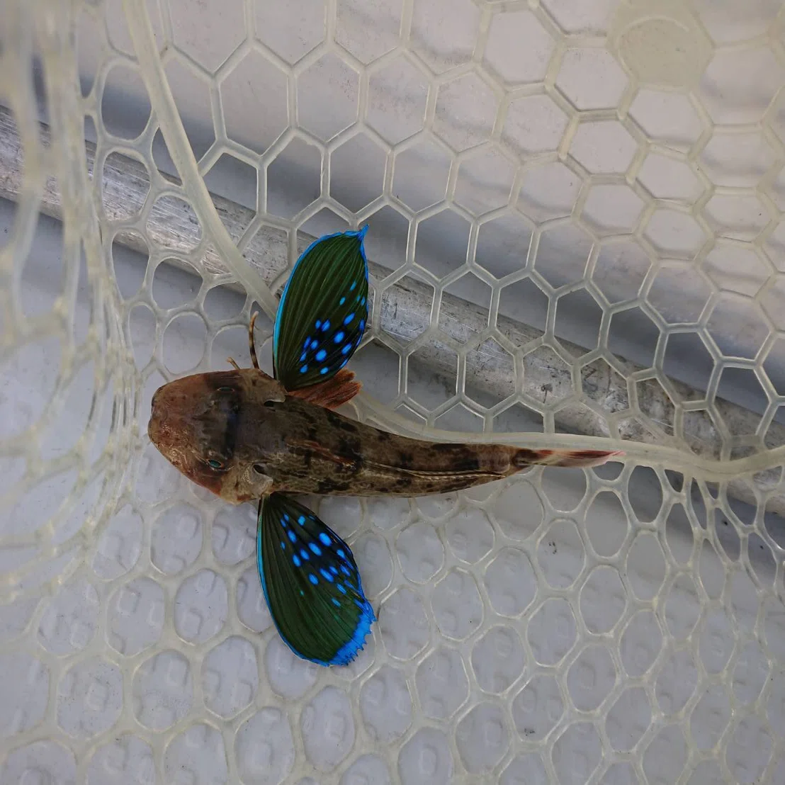 ホウボウ 鮮やかな羽をもつ魚 稲垣湧斗 Note