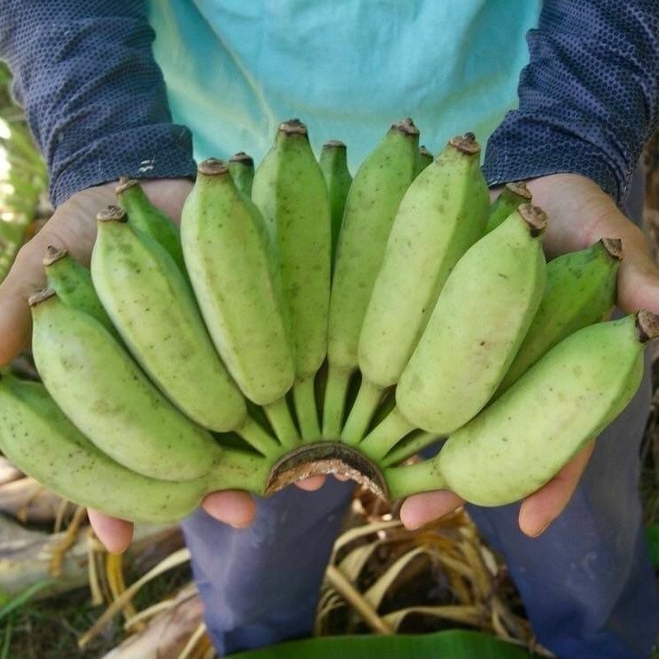 博士”から受け取ったアップルバナナを育てて海の向こうに広がる夢に