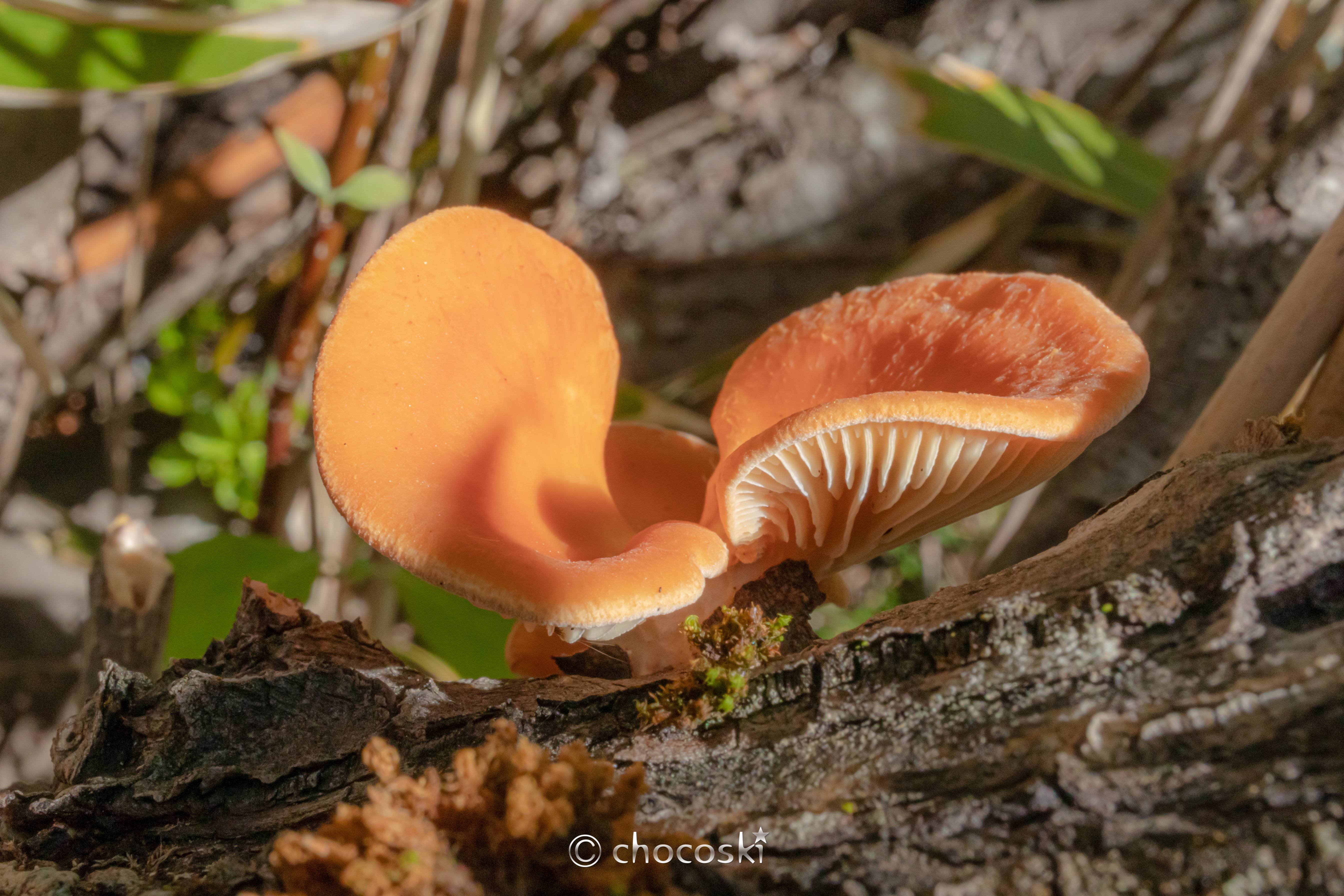 きのこ散歩＊2022/5/28富士山の猛毒菌に会いに行く・その1｜ちょこすき