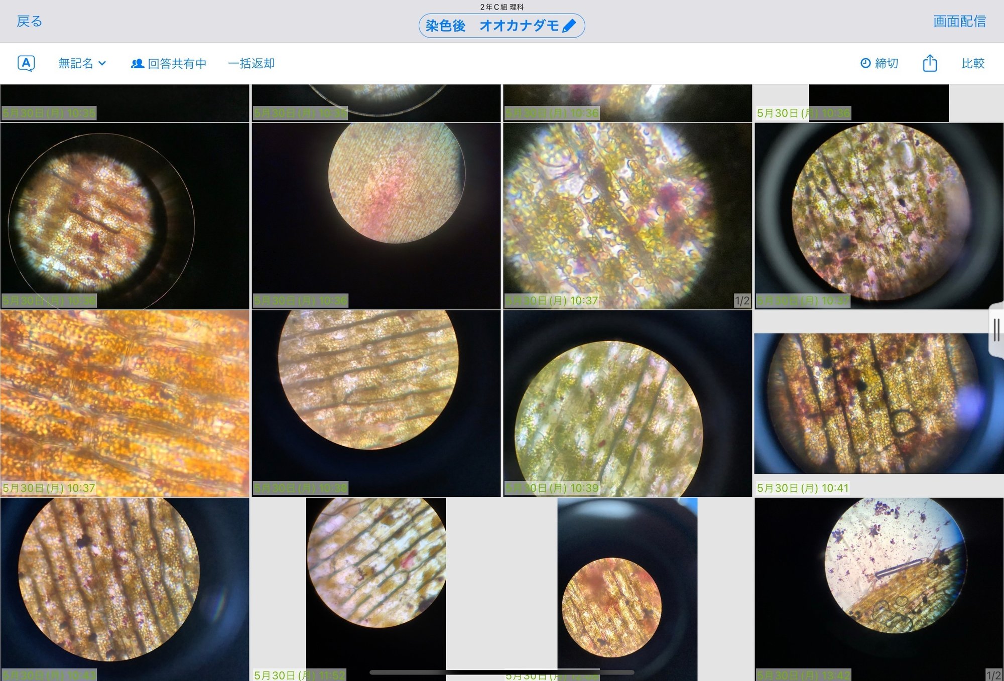 オオカナダモの細胞の観察 やのさん Note オオカナダモの細胞の観察 やのさん Note