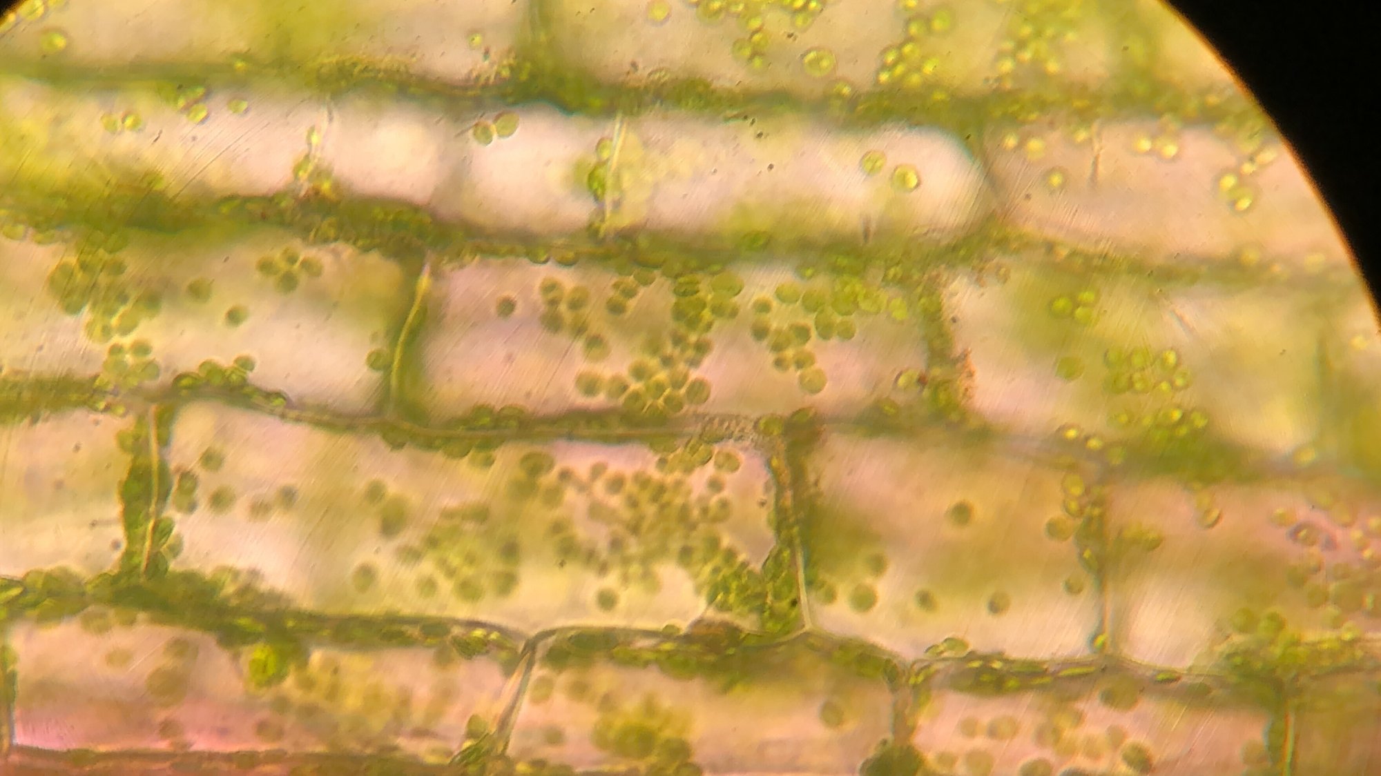 オオカナダモの細胞の観察 やのさん Note オオカナダモの細胞の観察 やのさん Note