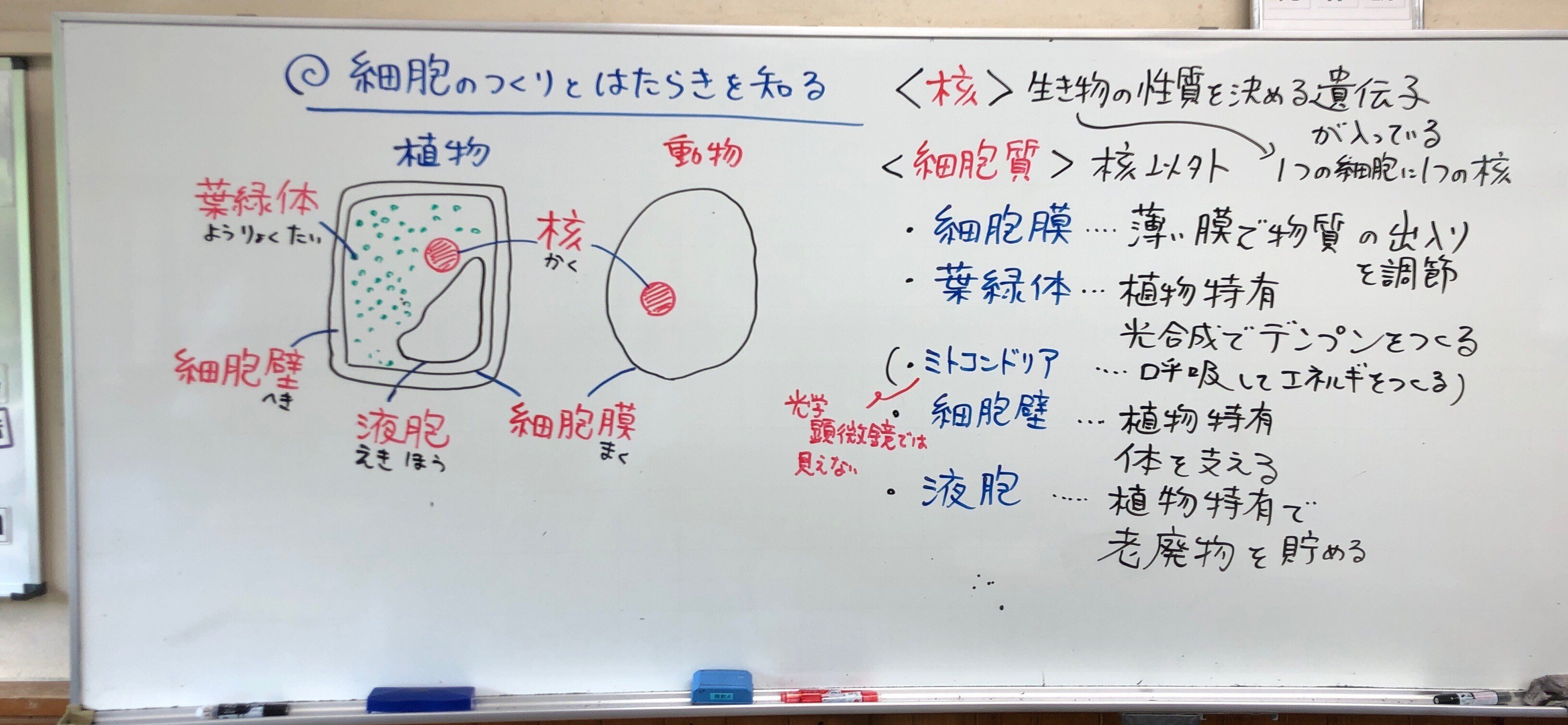 細胞のつくりとはたらき やのさん Note