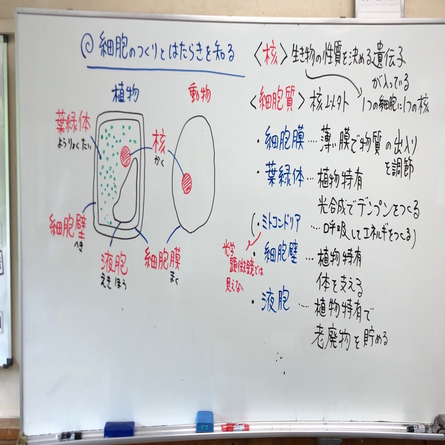 細胞のつくりとはたらき 矢野充博 Note