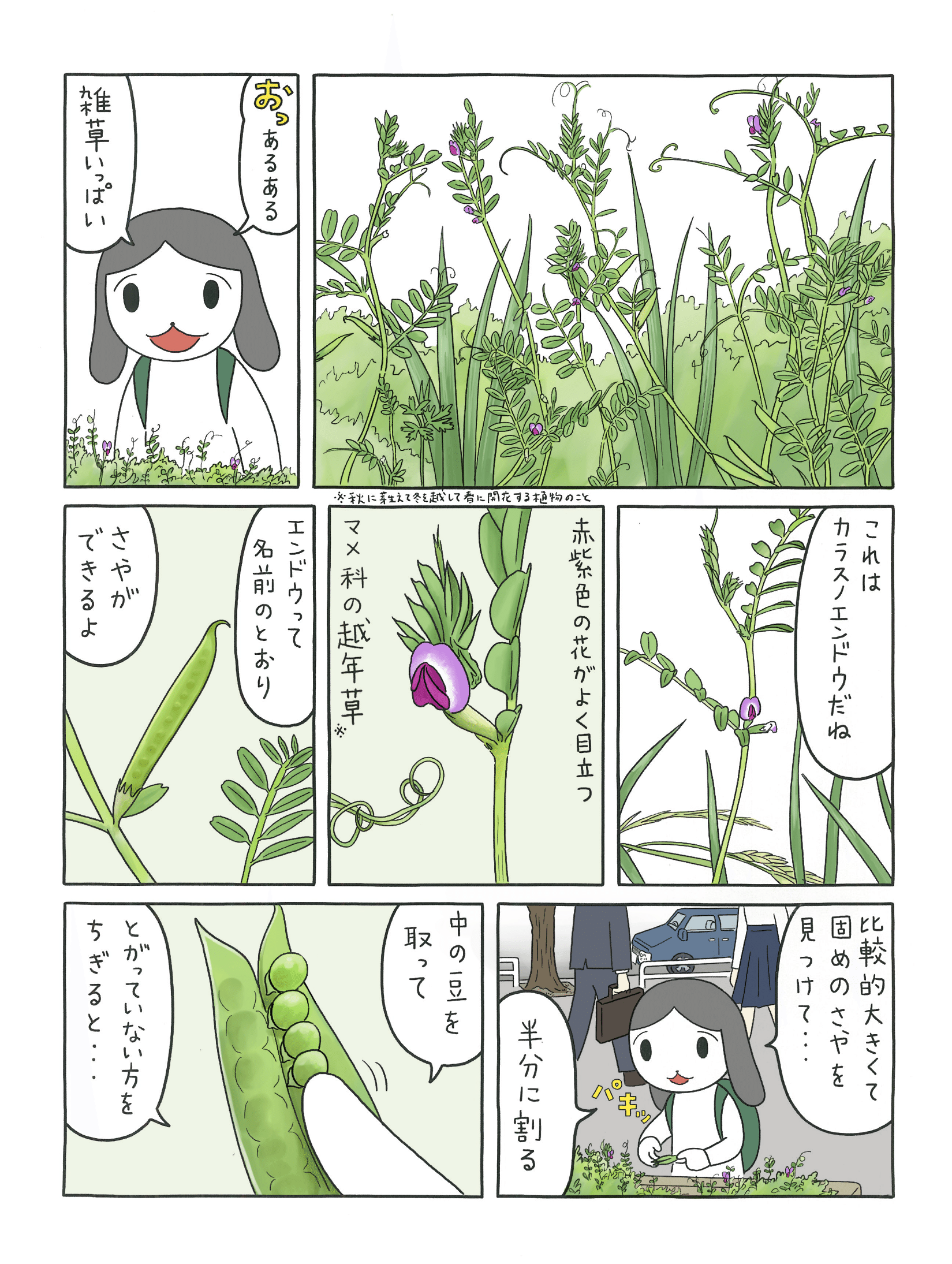 カラスノエンドウの話を書いたよ 赤木野植物日記２話 赤木野 Note