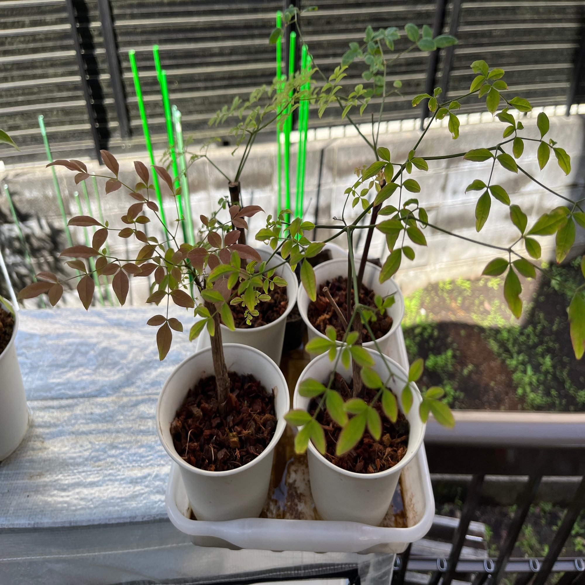 庭の植物 南天 沈丁花 ぶどう 杉 オトコヨウゾメ 22 6 1 Nakada Shugo Note