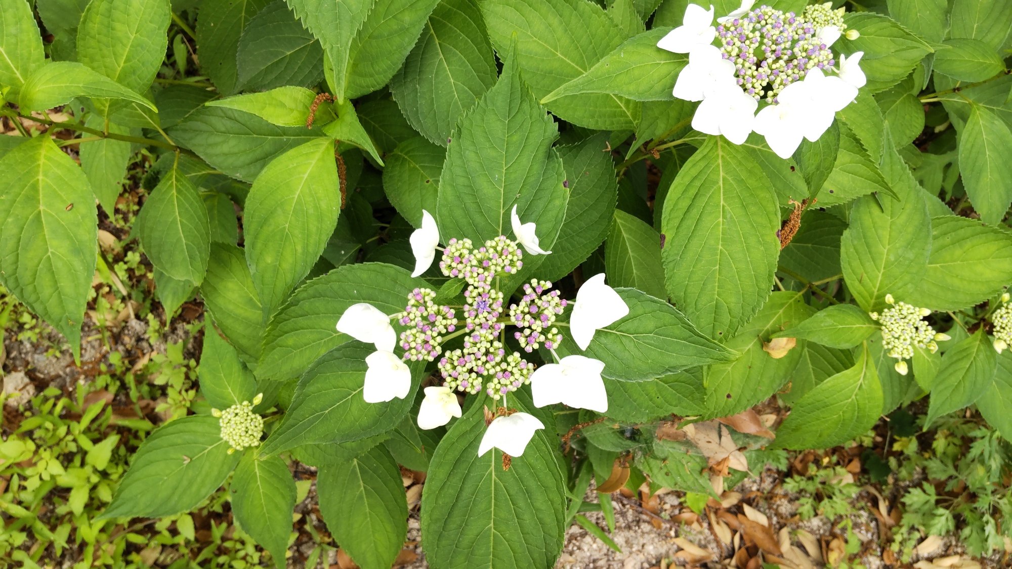 6月の花 紫陽花を使ったおまじない ひろ Note 6月の花 紫陽花を使ったおまじない ひろ Note
