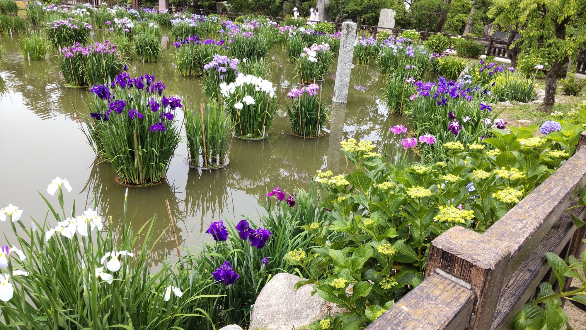 6月の花 紫陽花を使ったおまじない ひろ Note 6月の花 紫陽花を使ったおまじない ひろ Note