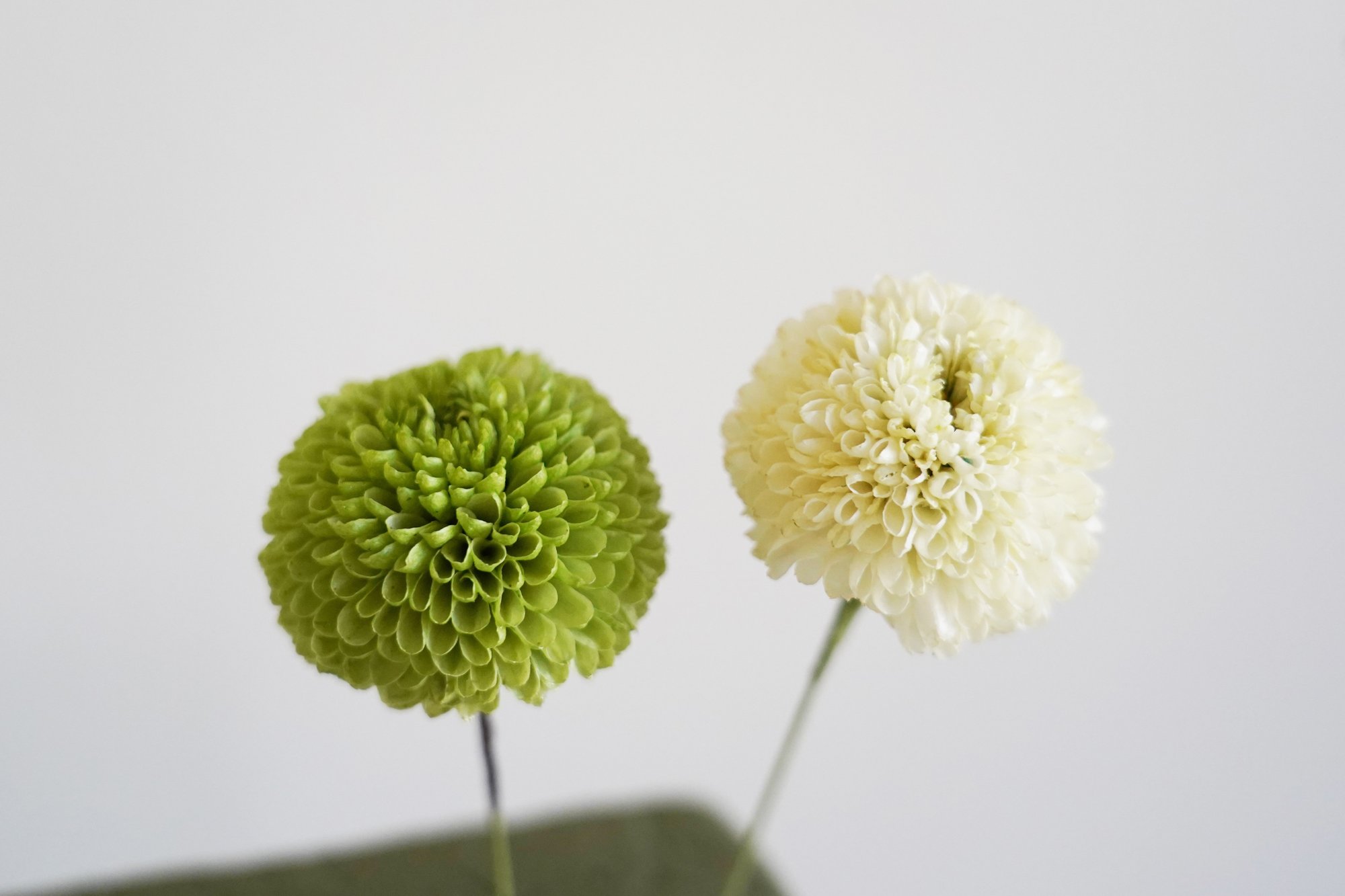 アフターブーケ図鑑 ピンポンマム Kannax Note アフターブーケ図鑑 ピンポンマム Kannax Note