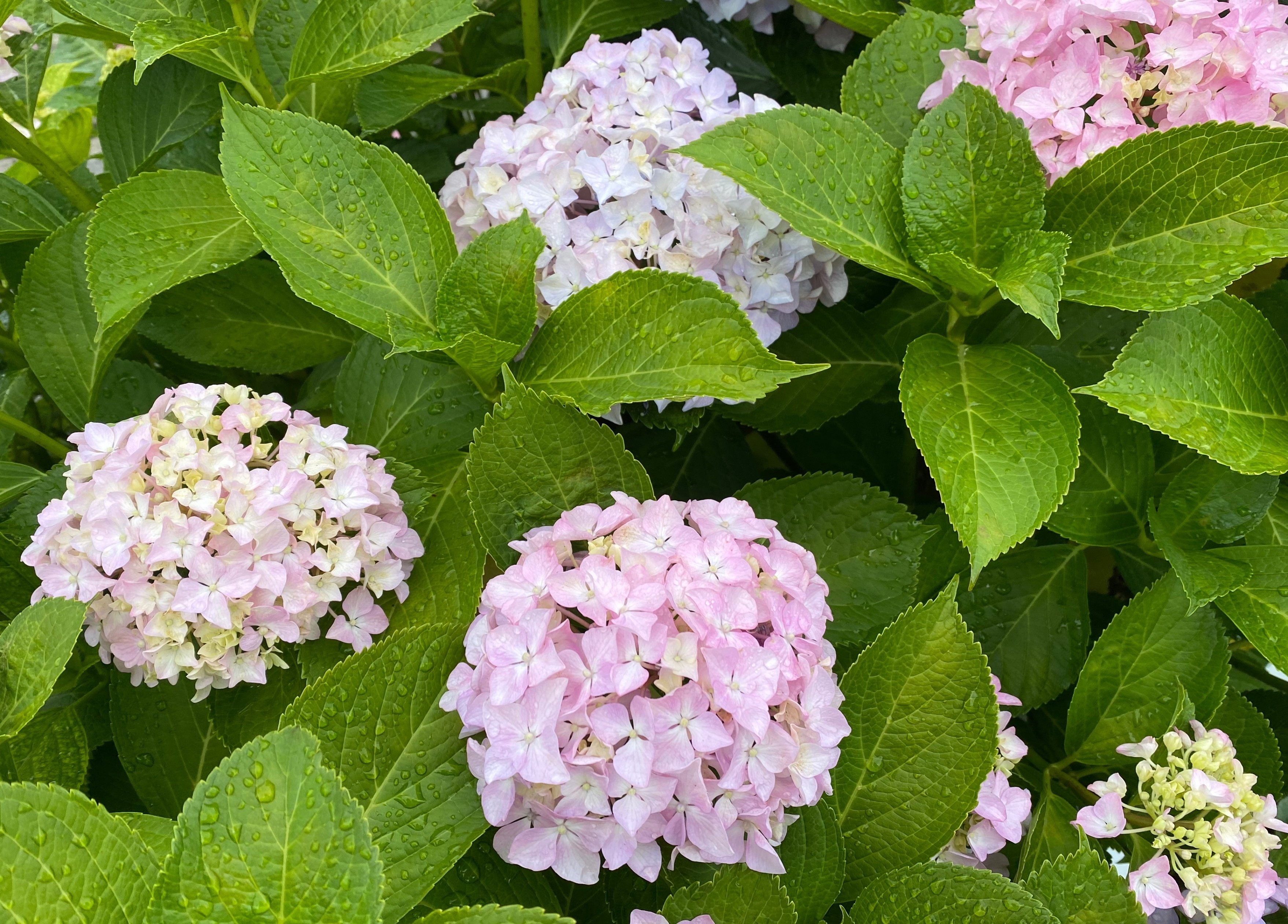 今年も紫陽花の季節がやってきた｜sanchi