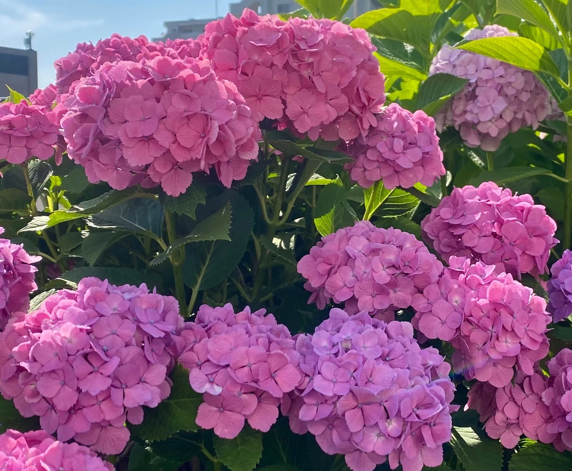 今年も紫陽花の季節がやってきた｜sanchi