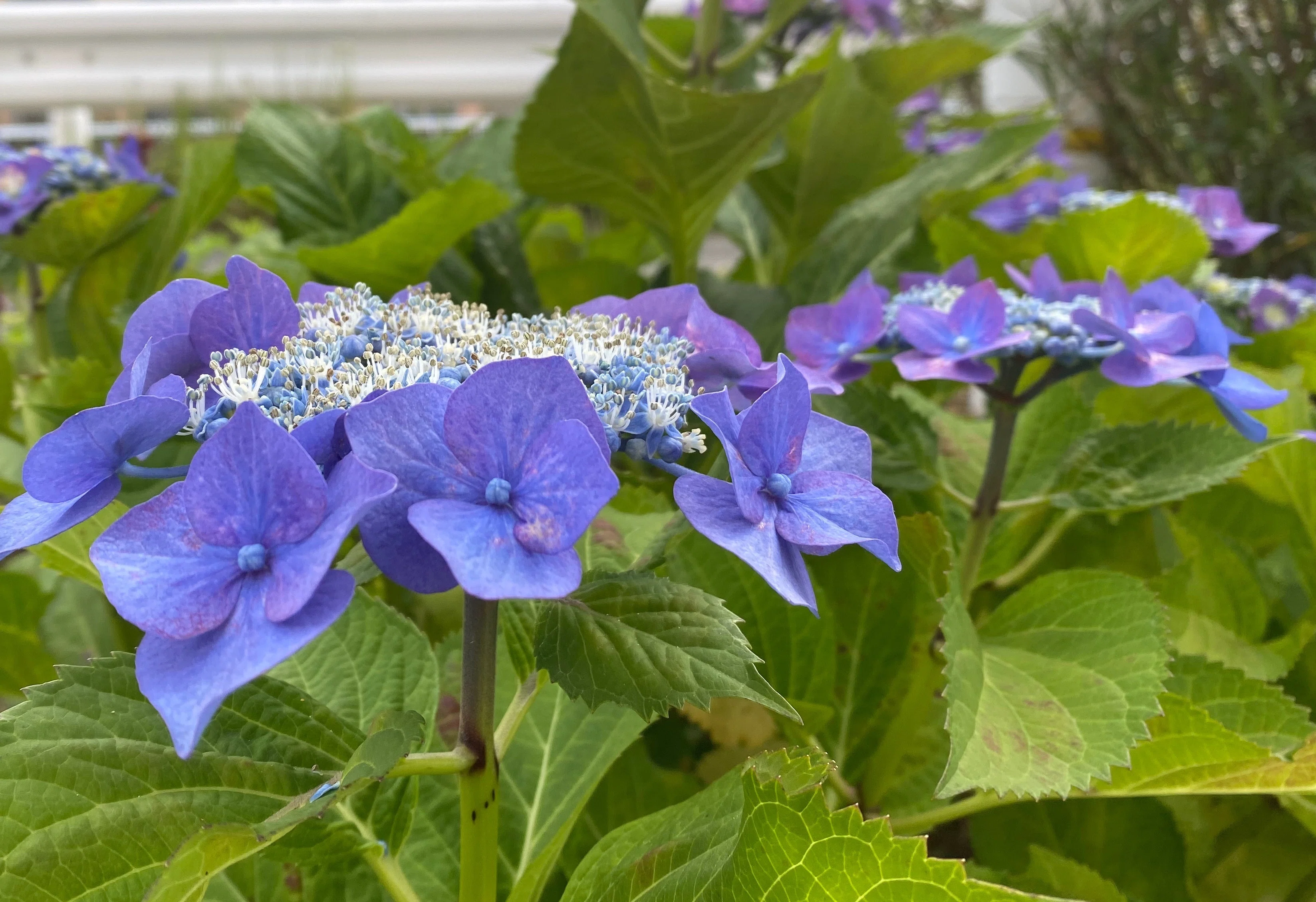 今年も紫陽花の季節がやってきた｜sanchi