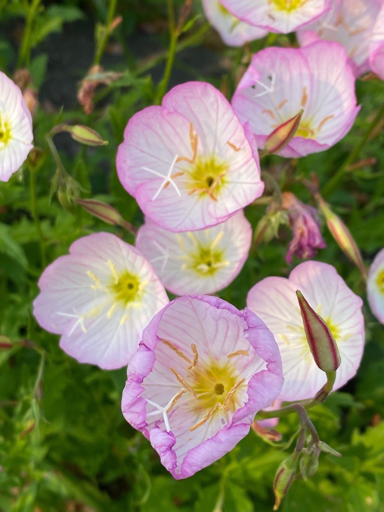 昼咲月見草 と 待宵草 と竹久夢二と三日月と Haco ガーデンプランナー 庭のある暮らし植物のある暮らし Note 昼咲月見草 と 待宵草 と竹久夢二と三日月と Haco ガーデンプランナー 庭のある暮らし植物のある暮らし Note