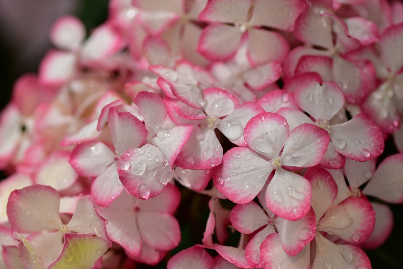 銀座ファンケルの紫陽花展へ行ってきました スナフ Note