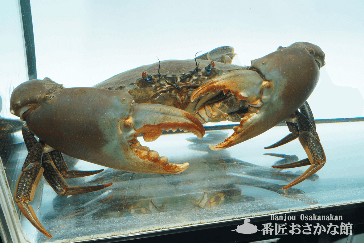 この大きさを、伝えたい（ノコギリガザミ）｜道の駅やよい（公式note）