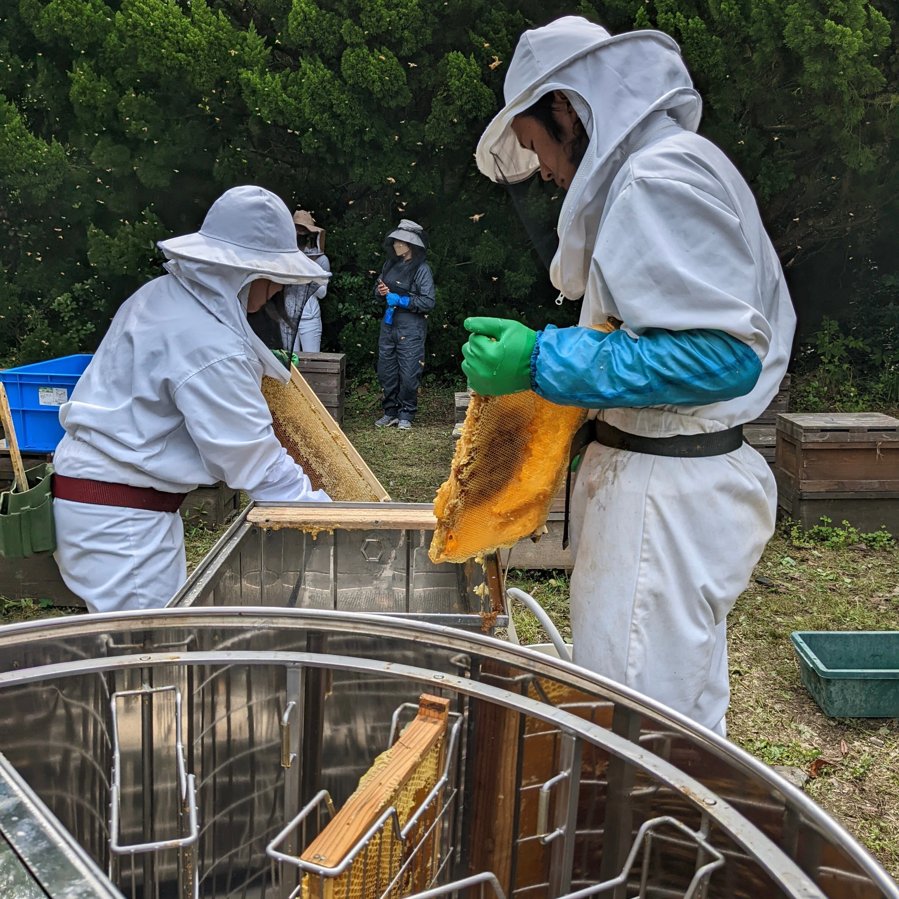 85 山採り　ハシバミ 西村養蜂場さんの採蜜を見学【番外編 海南市】｜サヤカ｜農業