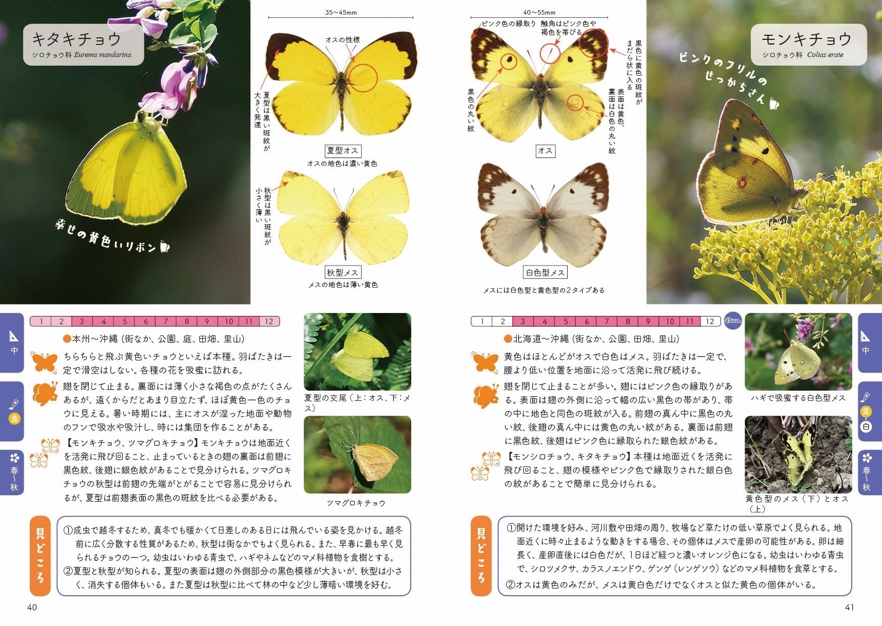 飛んでいるチョウの見分け方，教えます 〜②黄色のチョウ