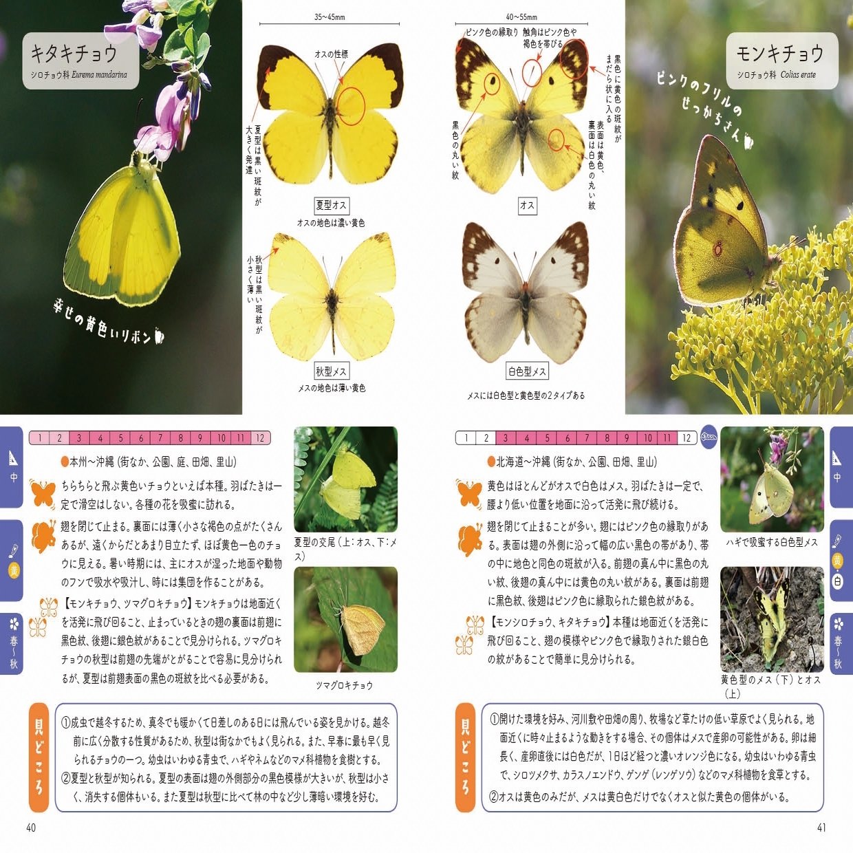 飛んでいるチョウの見分け方 教えます 黄色のチョウ ブンイチ 文一総合出版 Note