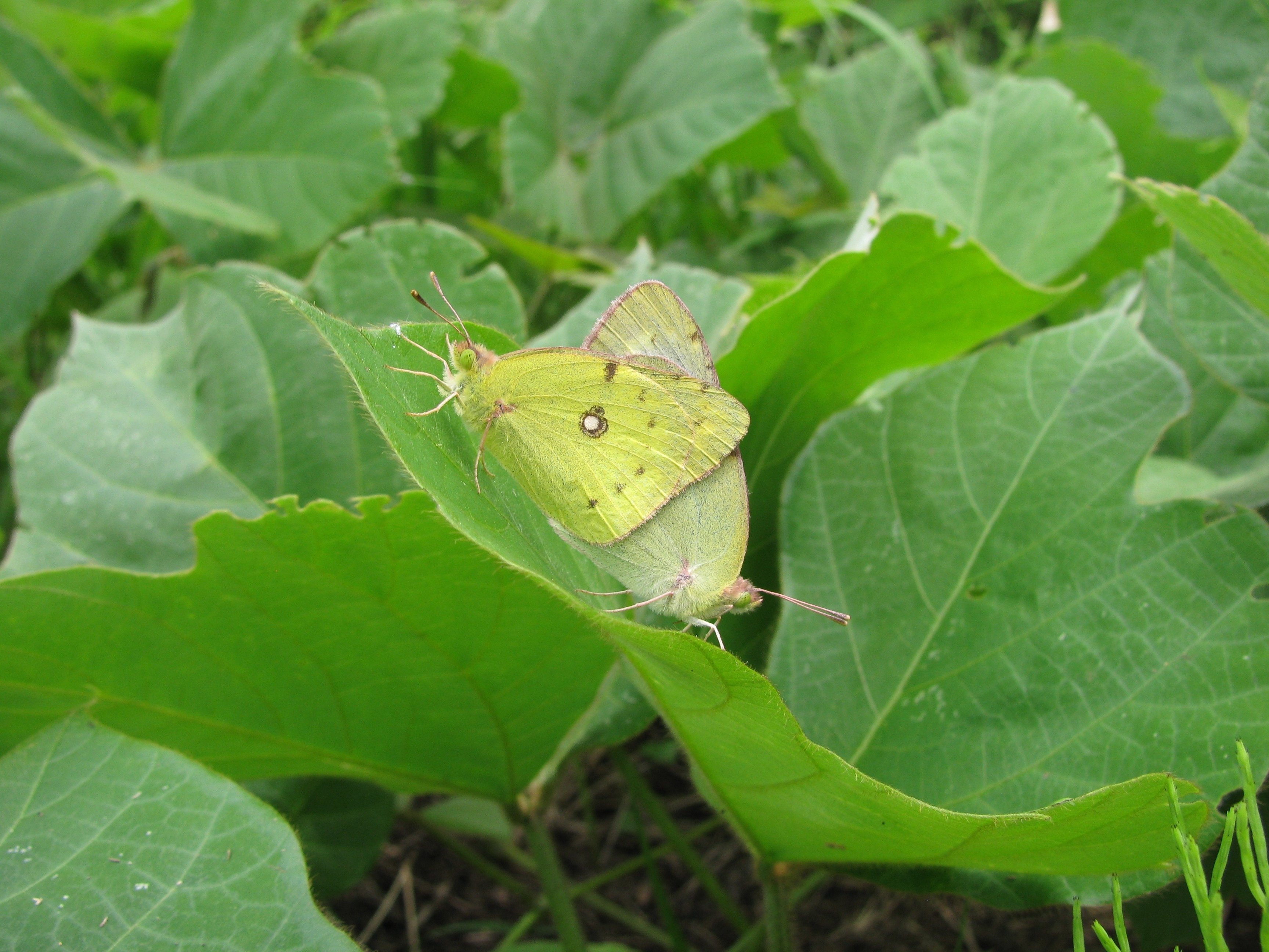 飛んでいるチョウの見分け方，教えます 〜②黄色のチョウ〜｜ブンイチ