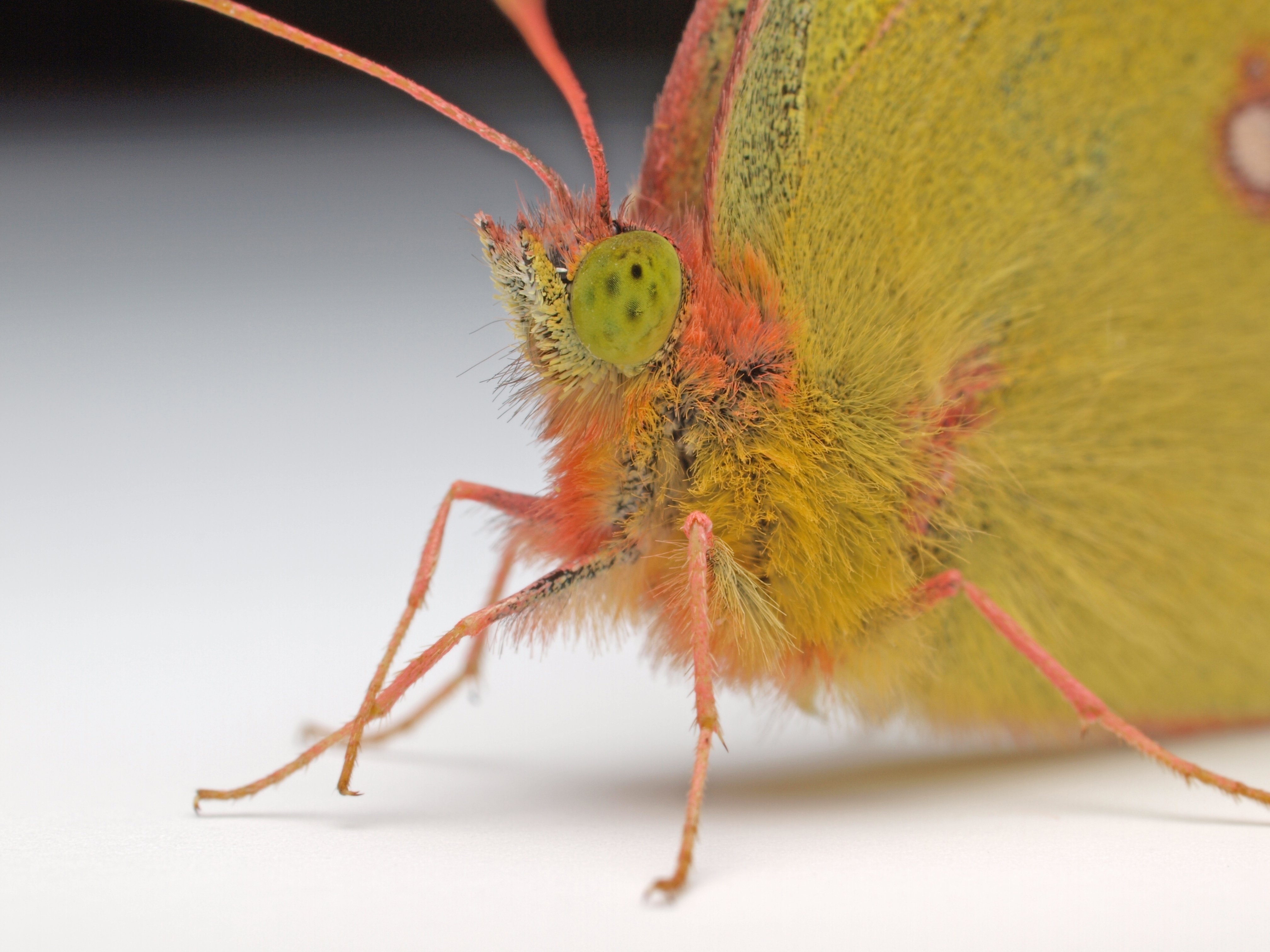 モンキチョウ♀レア型　黄色型　異常型 変異・異常型図鑑／モンキチョウ