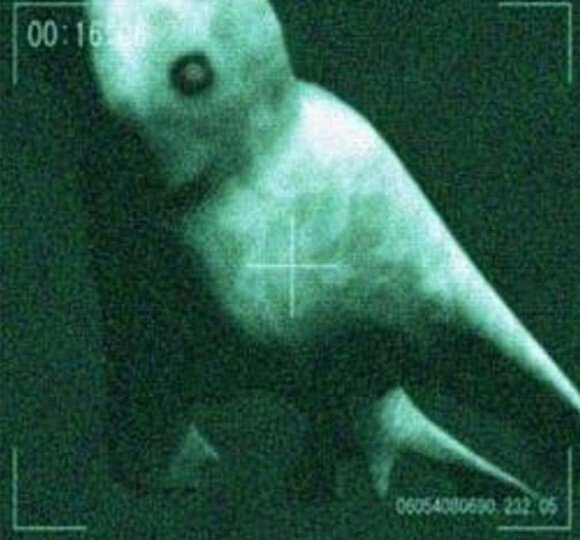 UMAの知名度は案外低い｜一ノ口二山