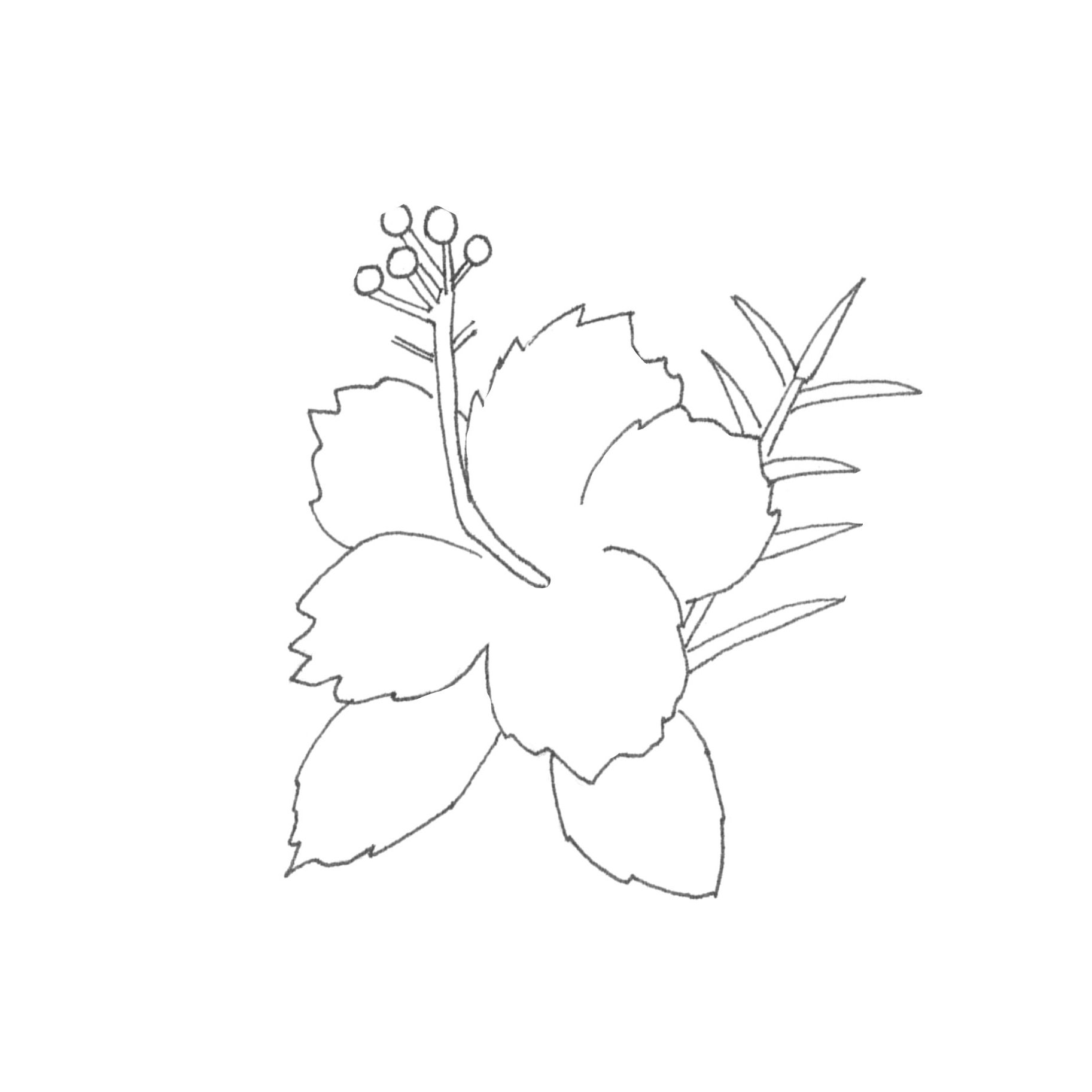 イラストイメージ ハイビスカス 色塗り編 遥ナル Note
