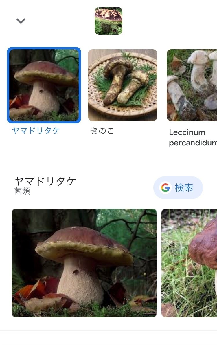 きのこさま確認ページ♡ きのこさん確認用 （きのこ様確認用）
