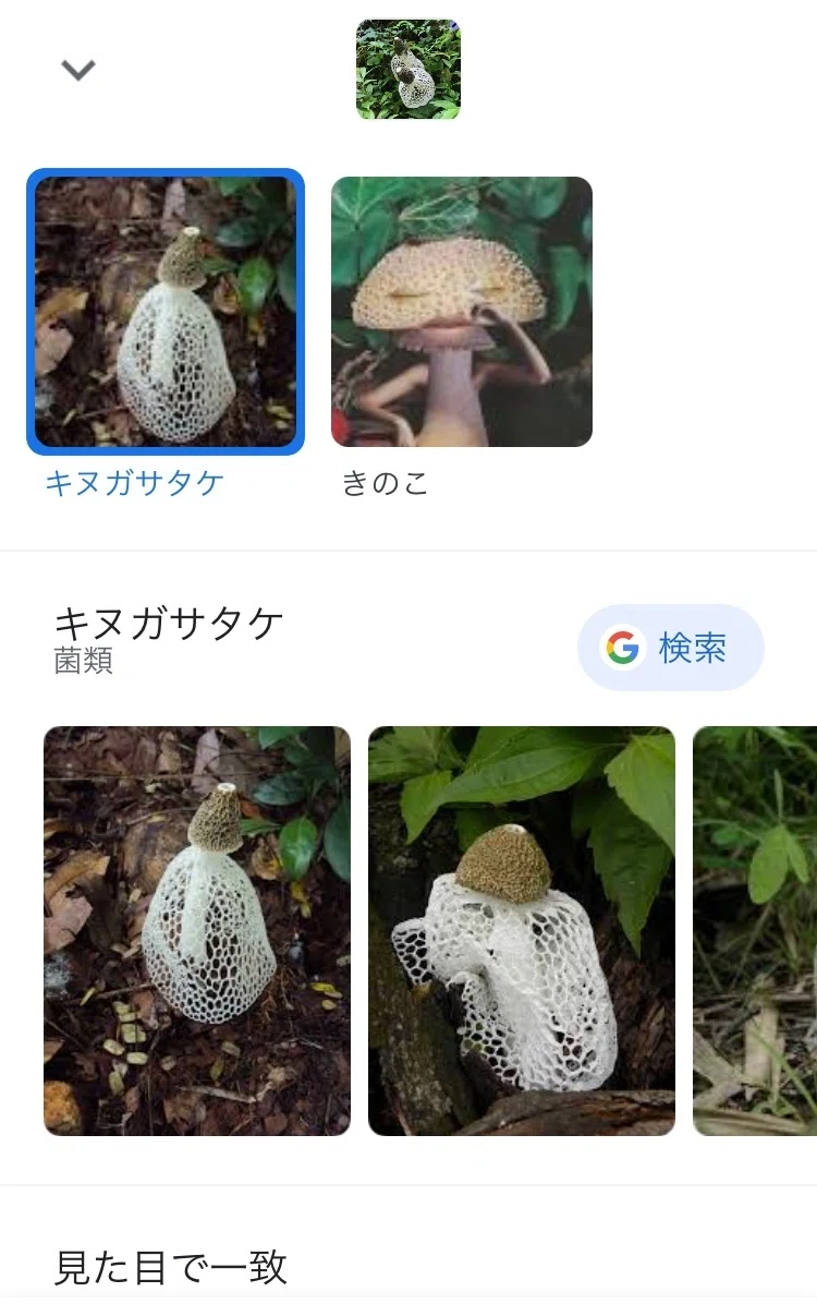 番外編＊きのこ判別アプリは正しく同定されるのか｜ちょこすき～☆きのこ