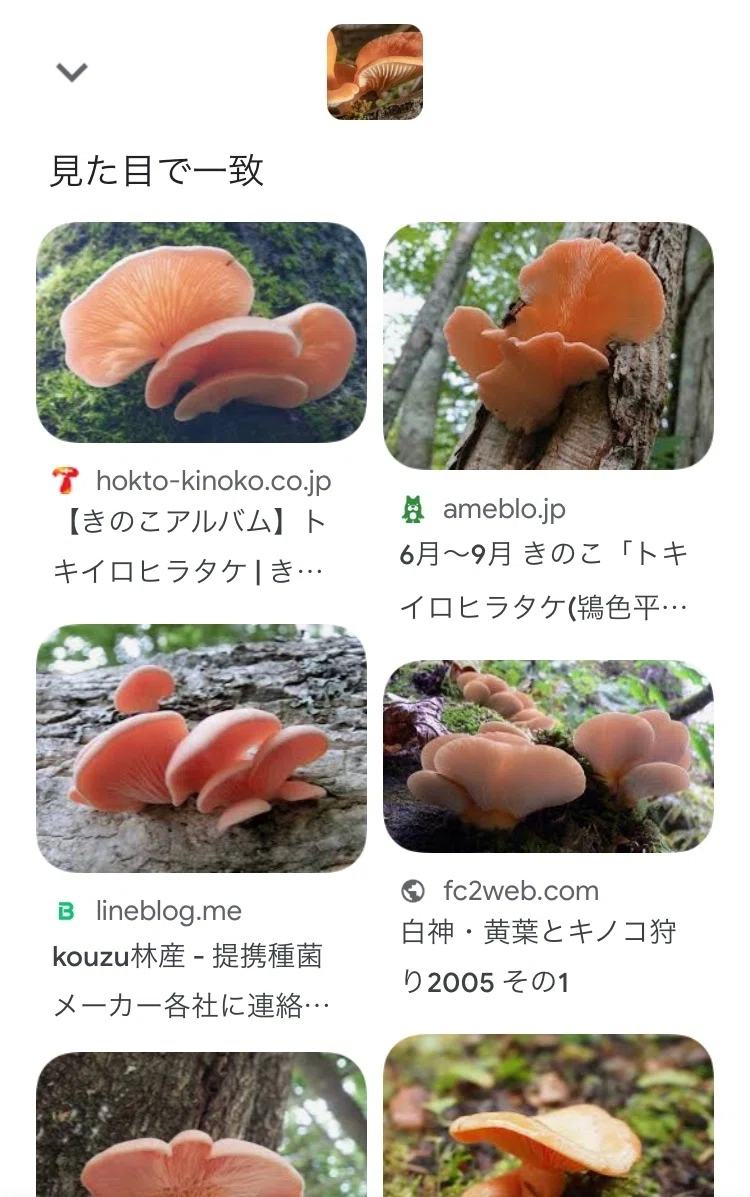 番外編＊きのこ判別アプリは正しく同定されるのか｜ちょこすき～☆きのこ