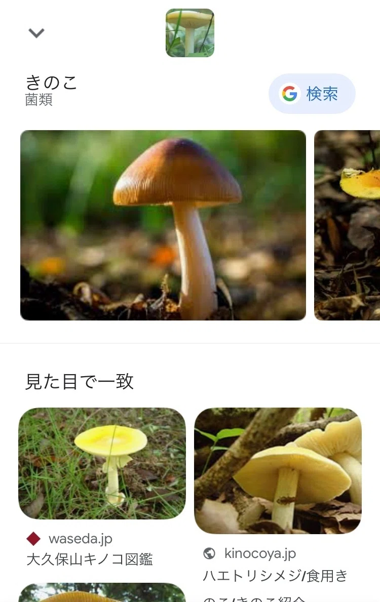 番外編＊きのこ判別アプリは正しく同定されるのか｜ちょこすき～☆きのこ