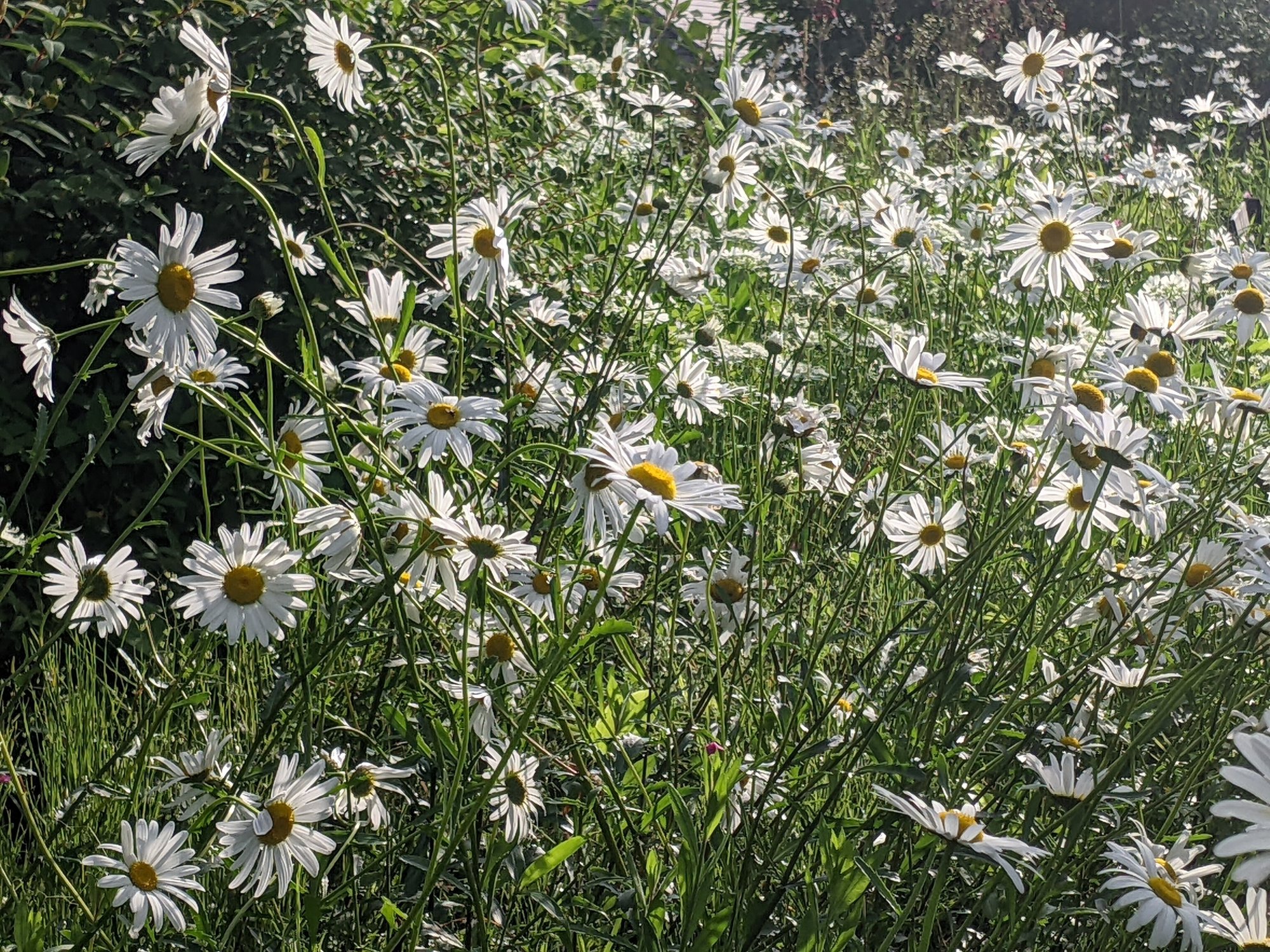 素敵なガーデンデザイン 3赤毛のアンの世界 野原のように花々が咲きほこるアンの花園 アヴォンリー In伊豆高原 大谷八千代 Note 素敵なガーデンデザイン 3赤毛のアンの世界 野原のように花々が咲きほこるアンの花園 アヴォンリー In伊豆高原 大谷八千代 Note