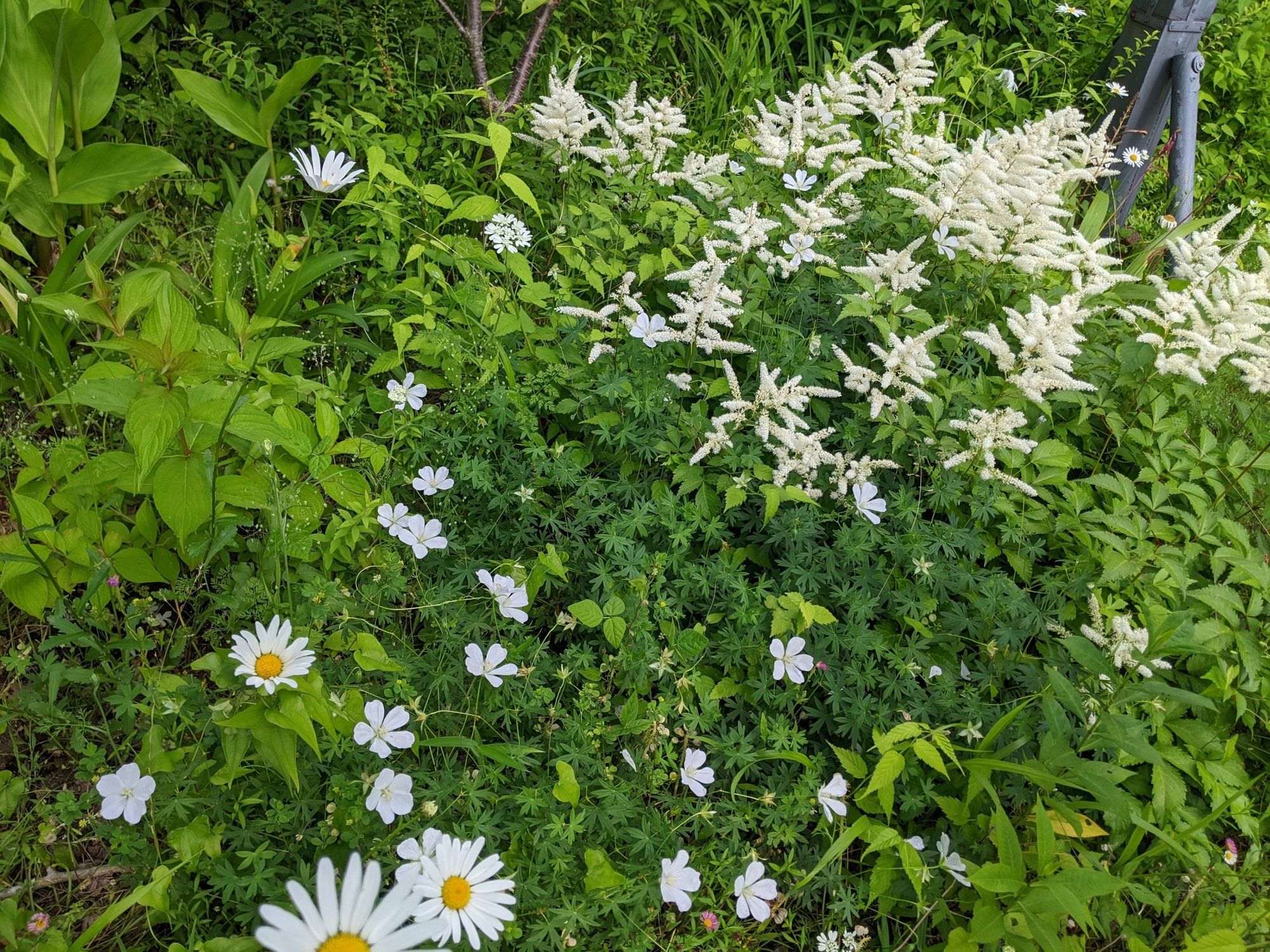 素敵なガーデンデザイン 3赤毛のアンの世界 野原のように花々が咲きほこるアンの花園 アヴォンリー In伊豆高原 大谷八千代 Note 素敵なガーデンデザイン 3赤毛のアンの世界 野原のように花々が咲きほこるアンの花園 アヴォンリー In伊豆高原 大谷八千代 Note