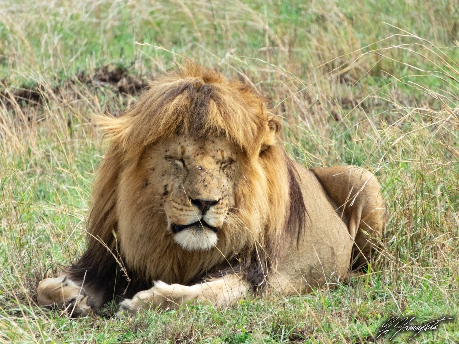 前髪パッツンライオンのたてがみトリミング説に物申す 山形 豪 Go Yamagata 写真家 Note 前髪パッツンライオンのたてがみトリミング説に物申す 山形 豪 Go Yamagata 写真家 Note