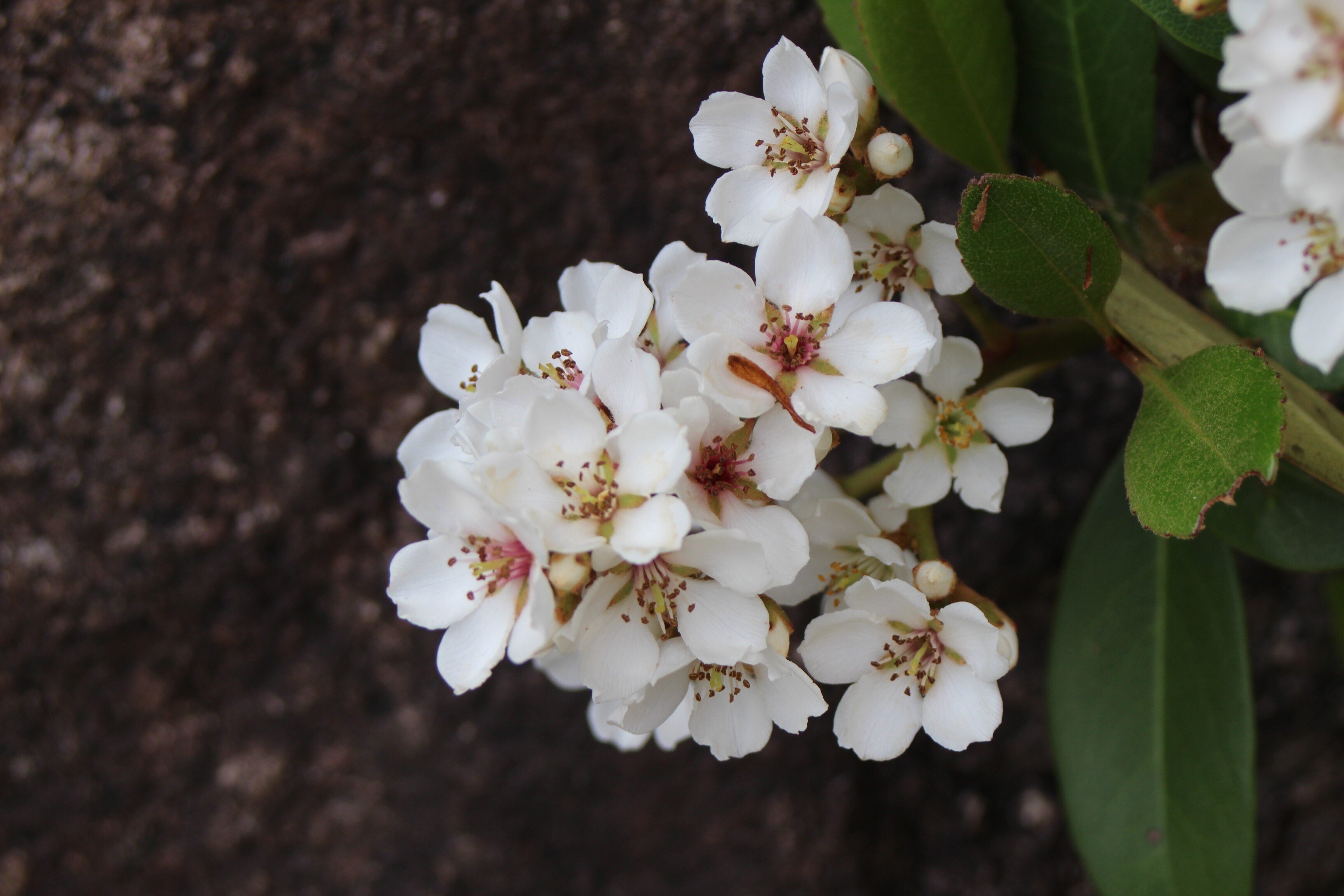 シャリンバイ｜あおはくたき