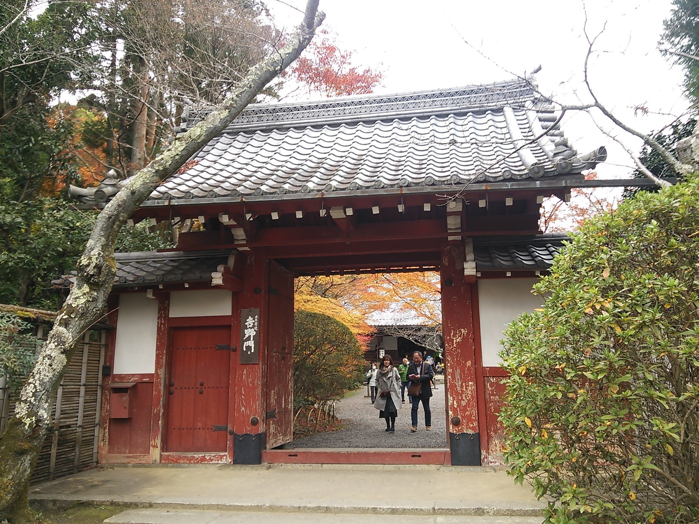 紅葉vs新緑vs桜「常照寺」吉野太夫ゆかりの寺【鷹峯シリーズ