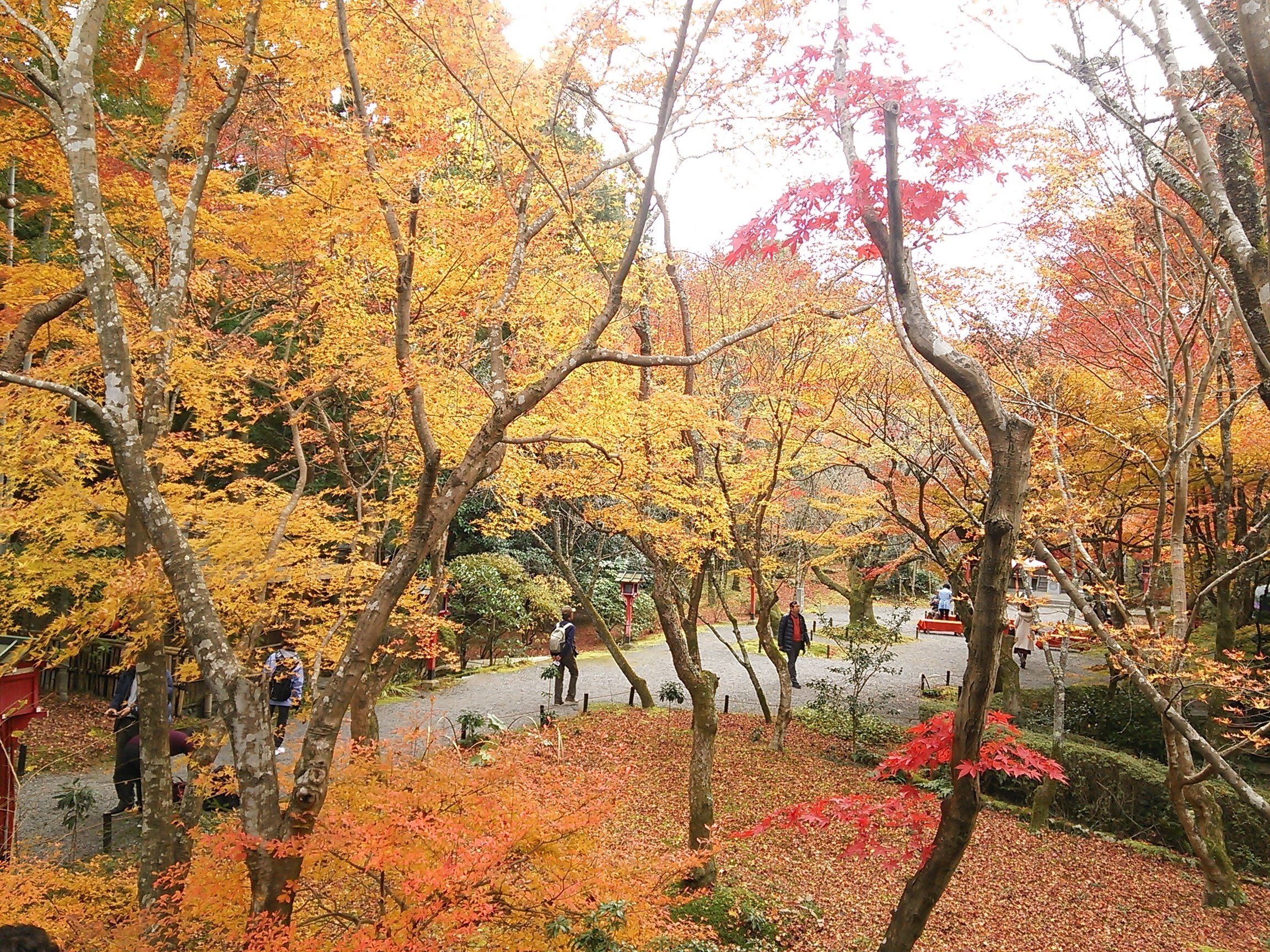 紅葉vs新緑vs桜「常照寺」吉野太夫ゆかりの寺【鷹峯シリーズ