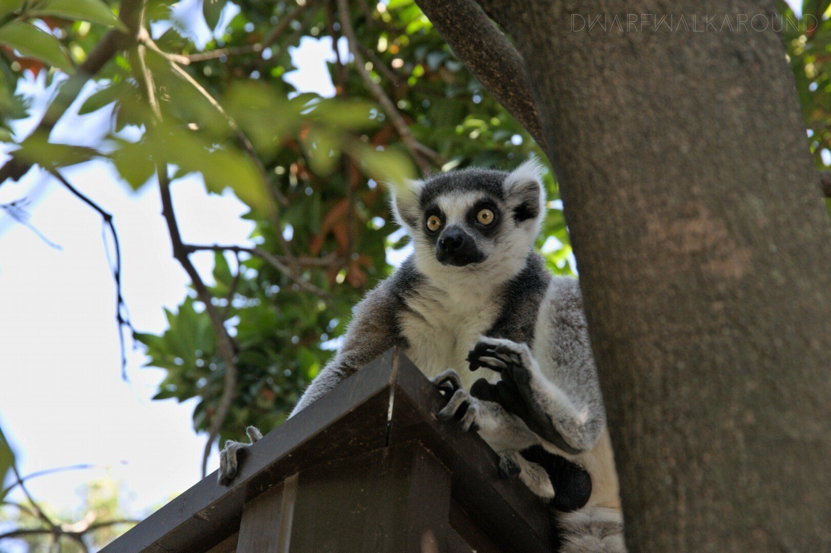 派手な見た目の生き物を撮りたくなった こびとたびにでる Note 派手な見た目の生き物を撮りたくなった こびとたびにでる Note