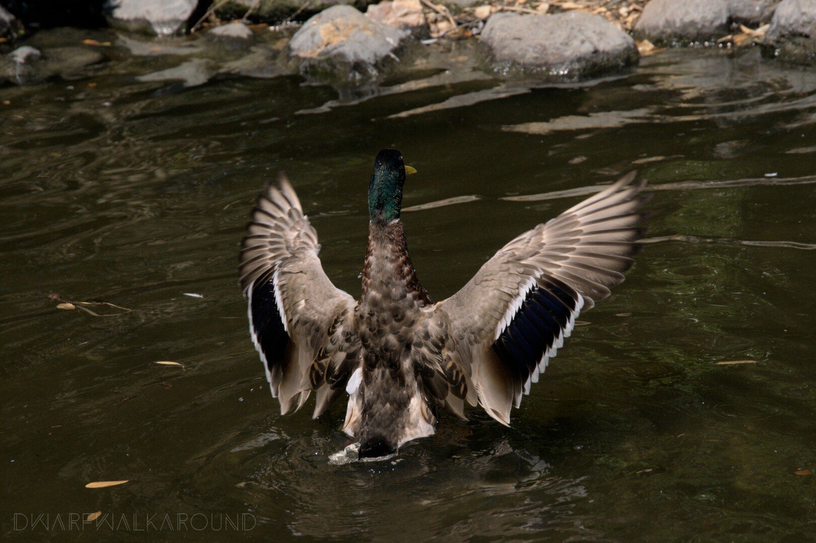 派手な見た目の生き物を撮りたくなった こびとたびにでる Note 派手な見た目の生き物を撮りたくなった こびとたびにでる Note