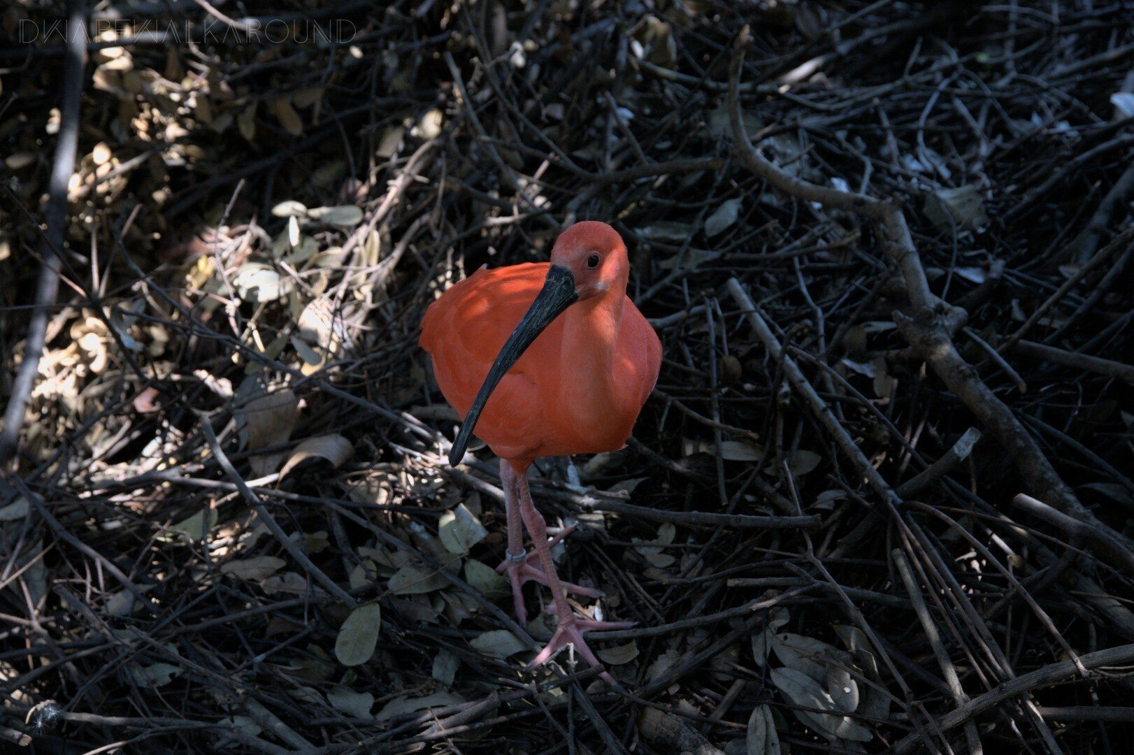 派手な見た目の生き物を撮りたくなった こびとたびにでる Note 派手な見た目の生き物を撮りたくなった こびとたびにでる Note