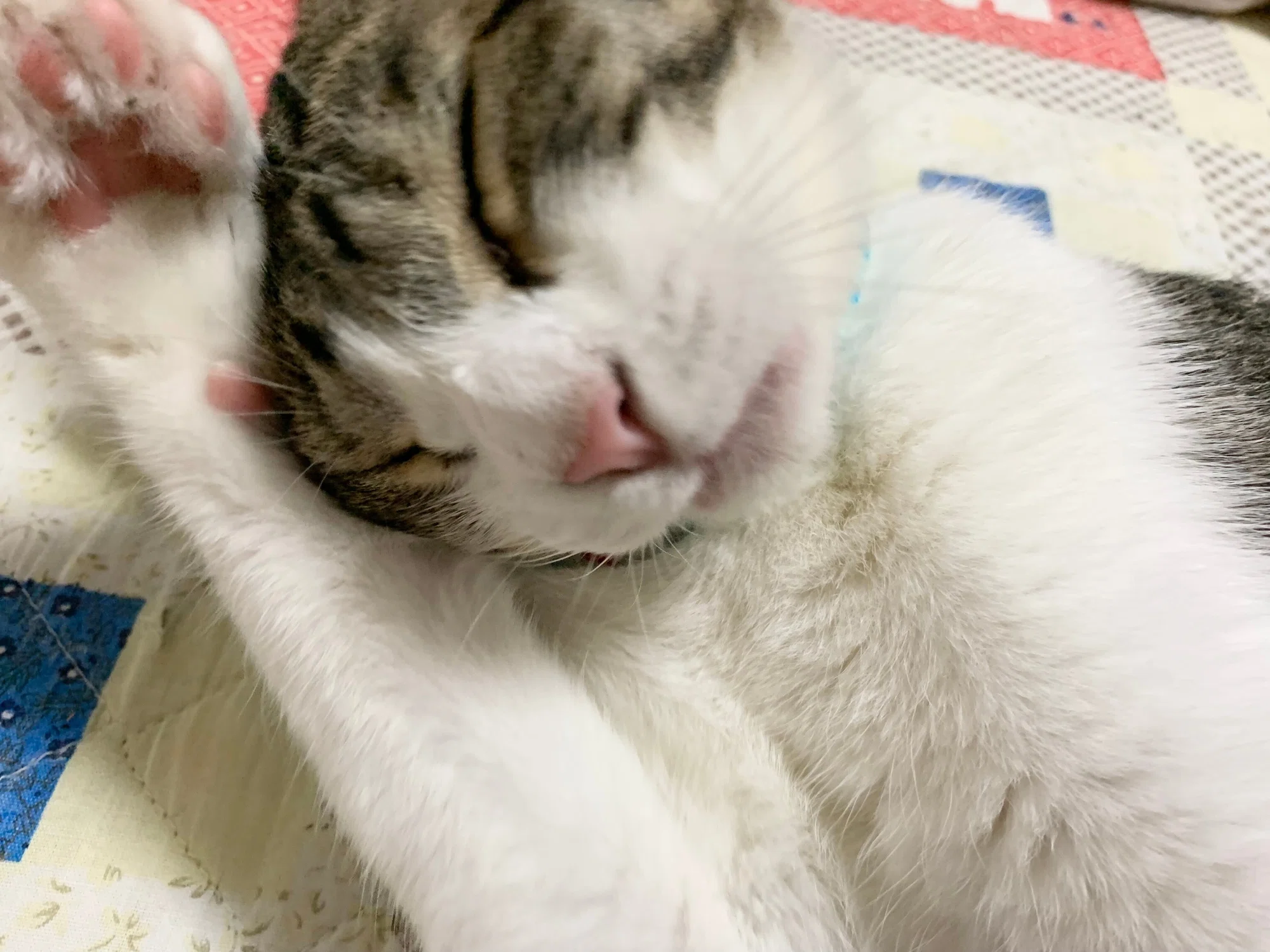 しぶき1才 この子は間違いなく幸せな猫です 琥珀ベイビー Note しぶき1才 この子は間違いなく幸せな猫です 琥珀ベイビー Note