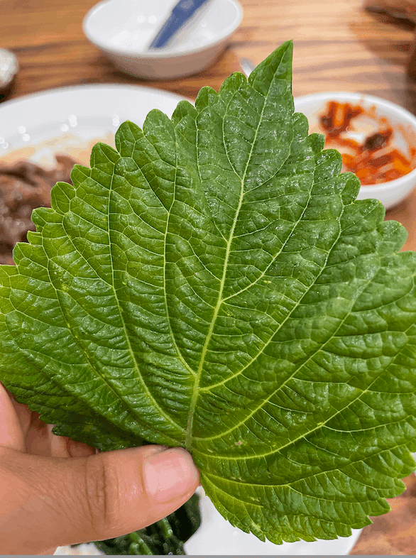 なかなか出会えない野菜 ”えごまの葉”|薬膳Kitchen AUREA なかなか出会えない野菜 ”えごまの葉”|薬膳Kitchen AUREA