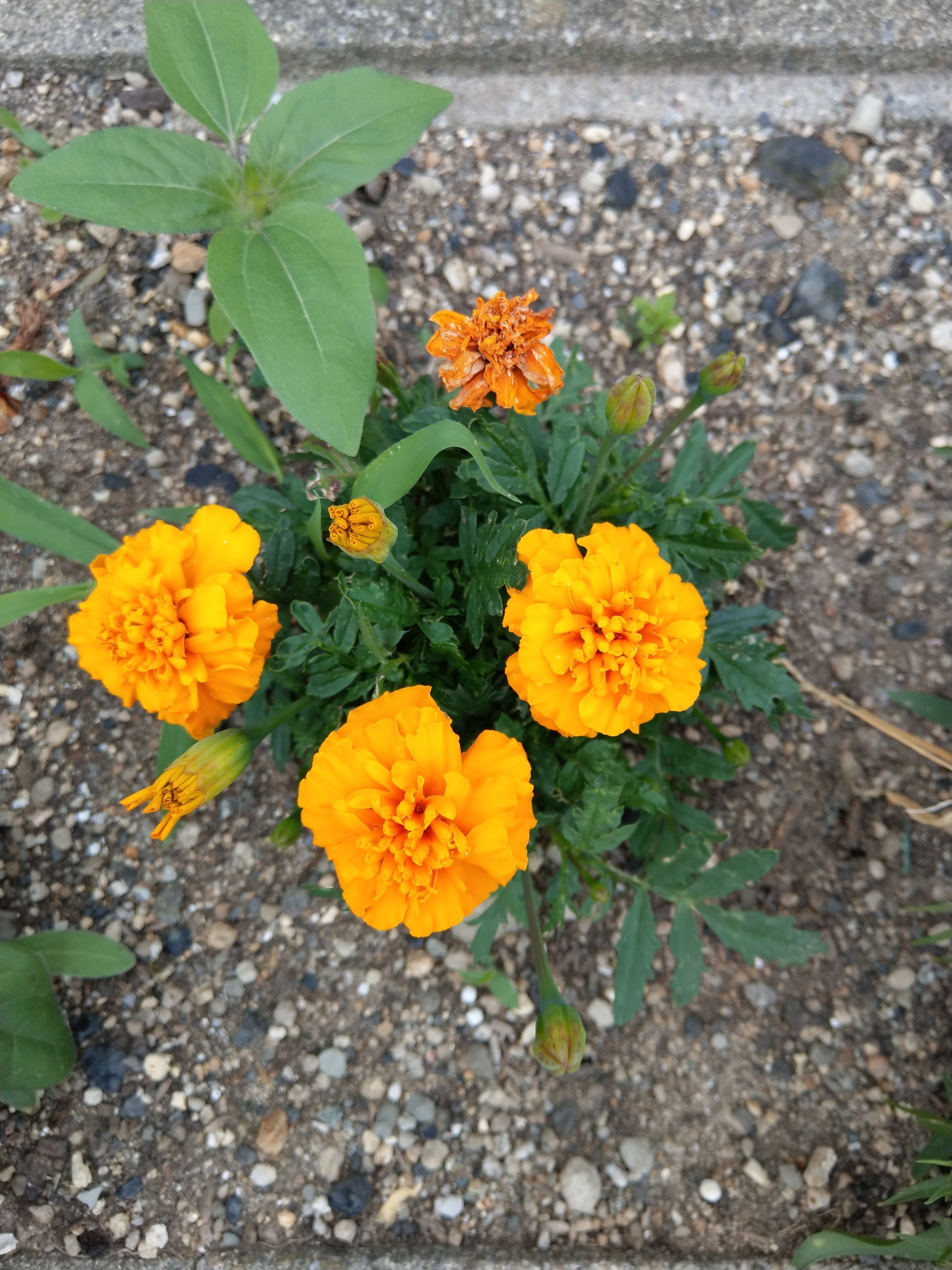 お花 探し散歩に行ったよ らんぷ Note