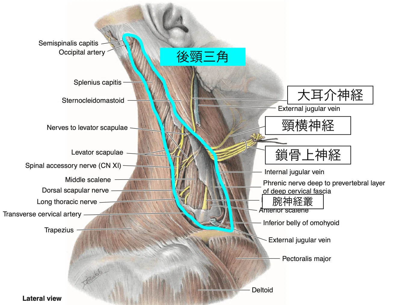頸部痛の理学療法〜苦手意識を克服したいセラピストへ〜【サブスク