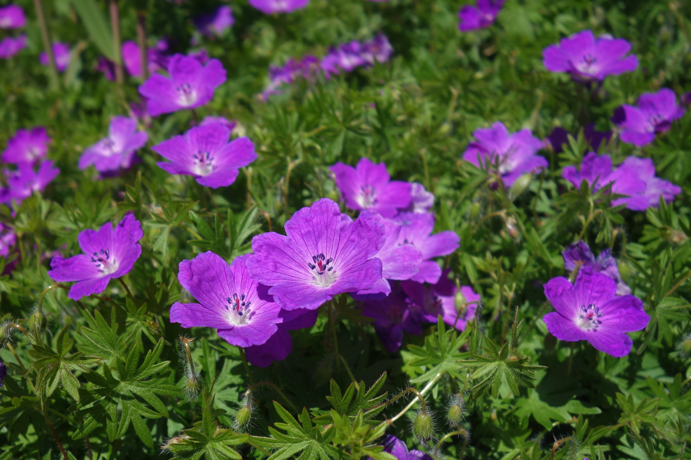 アケボノフウロ の新着タグ記事一覧 Note つくる つながる とどける