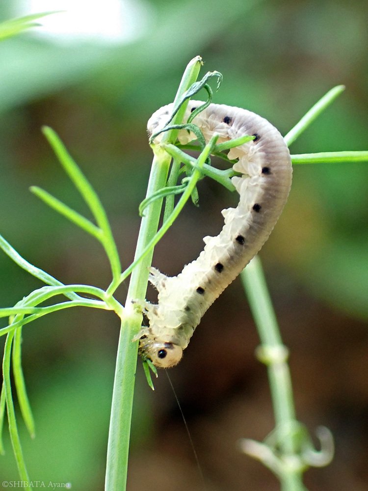庭 ディルを食う幼虫 芝田文乃 Note