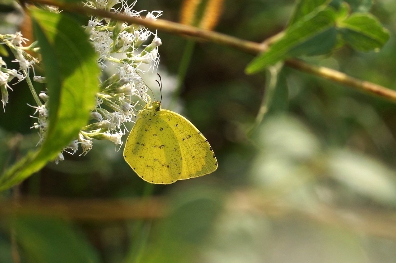 飛んでいるチョウの見分け方，教えます 〜②黄色のチョウ〜｜ブンイチ