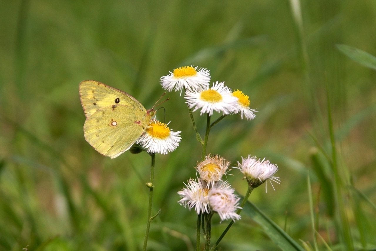 飛んでいるチョウの見分け方，教えます 〜②黄色のチョウ〜｜ブンイチ